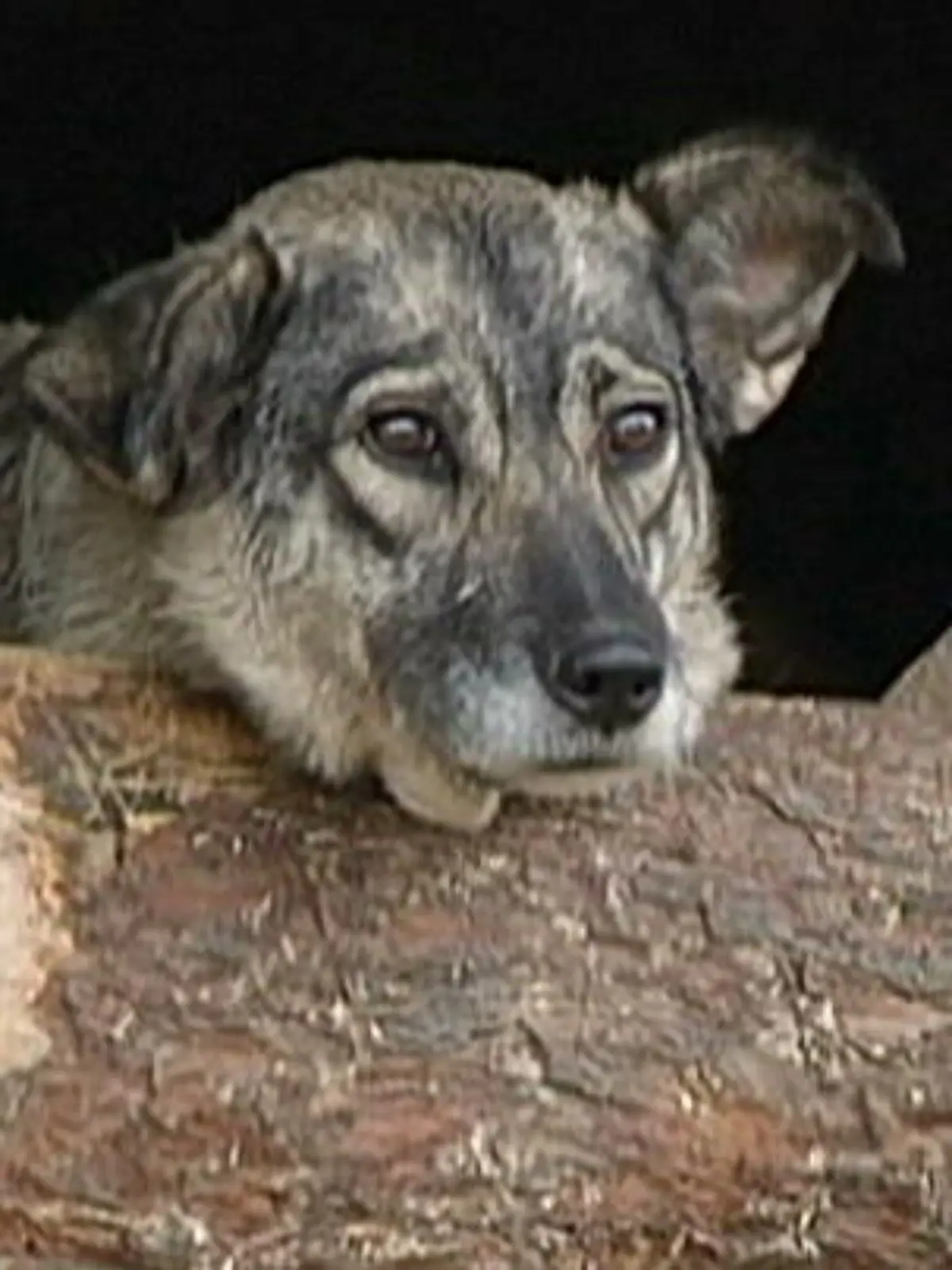 Hundetten1