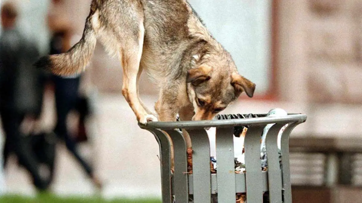 ARCHIV - Ein Straßenhund untersucht am 01.10.1998 auf der Suche nach Nahrung eine Mülltonne in Kiew, Ukraine. Erst betäuben, dann einfangen, schließlich lebendig verbrennen: «Bestialischen Umgang» mit herrenlosen Hunden werfen Tierschützer in der Ukraine den Behörden der Ex-Sowjetrepublik vor. In mehreren Städten seien Streuner in «mobilen Krematorien» auf grausame Weise getötet worden, sagt Tamara Tarnawska von der Bürgerinitiative SOS der Nachrichtenagentur dpa in der Hauptstadt Kiew. Foto: Sergei Supinsky/EPA (zu dpa-KORR «Tod im Feuer: Ukraine streitet um verwilderte Hunde» vom 26.10.2011)  +++(c) dpa - Bildfunk+++