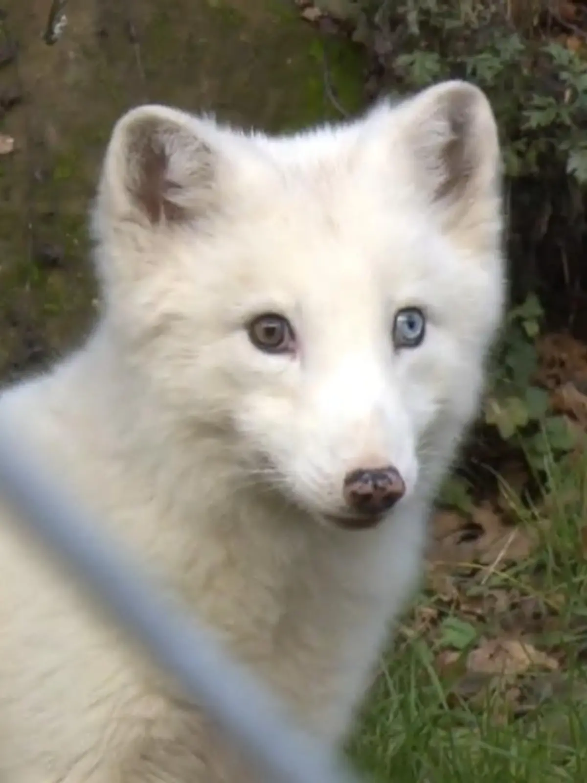 Wukk ist ein zuckersüßer Polarfuchswelpe. Dass der niedliche Fuchs beim Tierschutz vor wenigen Woche Unterschlupf suchen musste, war so nicht geplant und hat einen traurigen Hintergrund. Was passiert ist, sehen Sie im Video.