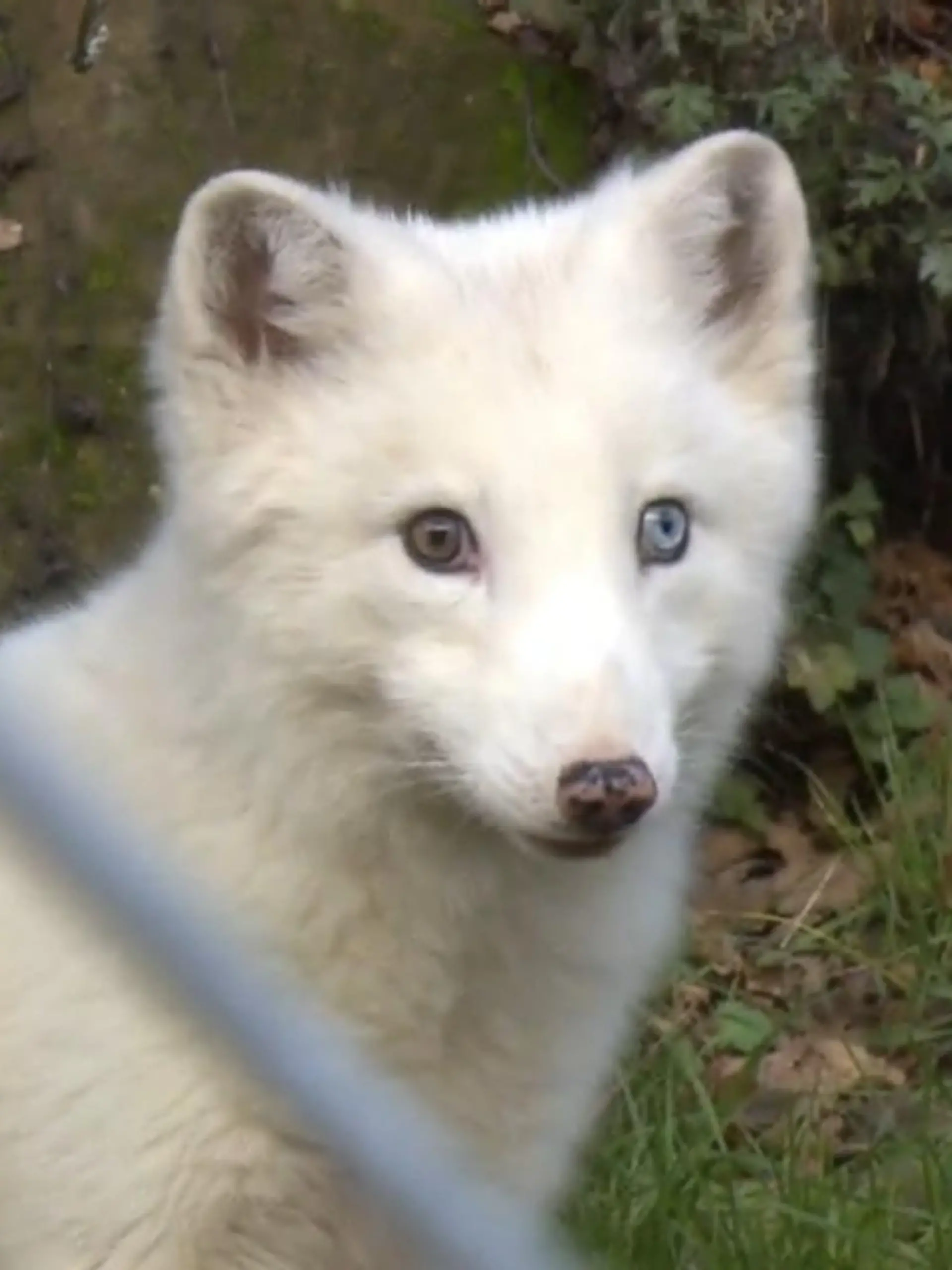 Wukk ist ein zuckersüßer Polarfuchswelpe. Dass der niedliche Fuchs beim Tierschutz vor wenigen Woche Unterschlupf suchen musste, war so nicht geplant und hat einen traurigen Hintergrund. Was passiert ist, sehen Sie im Video.