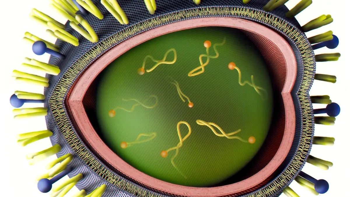 Die undatierte Aufnahme zeigt die Computersimulation eines Grippe-Virus. Antigene (gelbe und blaue Antennen) sitzen auf einer doppelten Fettschicht, die sich um die Erbsubstanz im Inneren schließt. Mit der Vermischung verschiedener Virentypen entstehen neue Erbsubstanzen und damit auch Antigene. In den bevorstehenden Herbst- und Wintermonaten rechnen Experten mit einer neuen Welle von Grippeerkrankungen und raten deshalb zur gut verträglichen Schutzimpfung.
