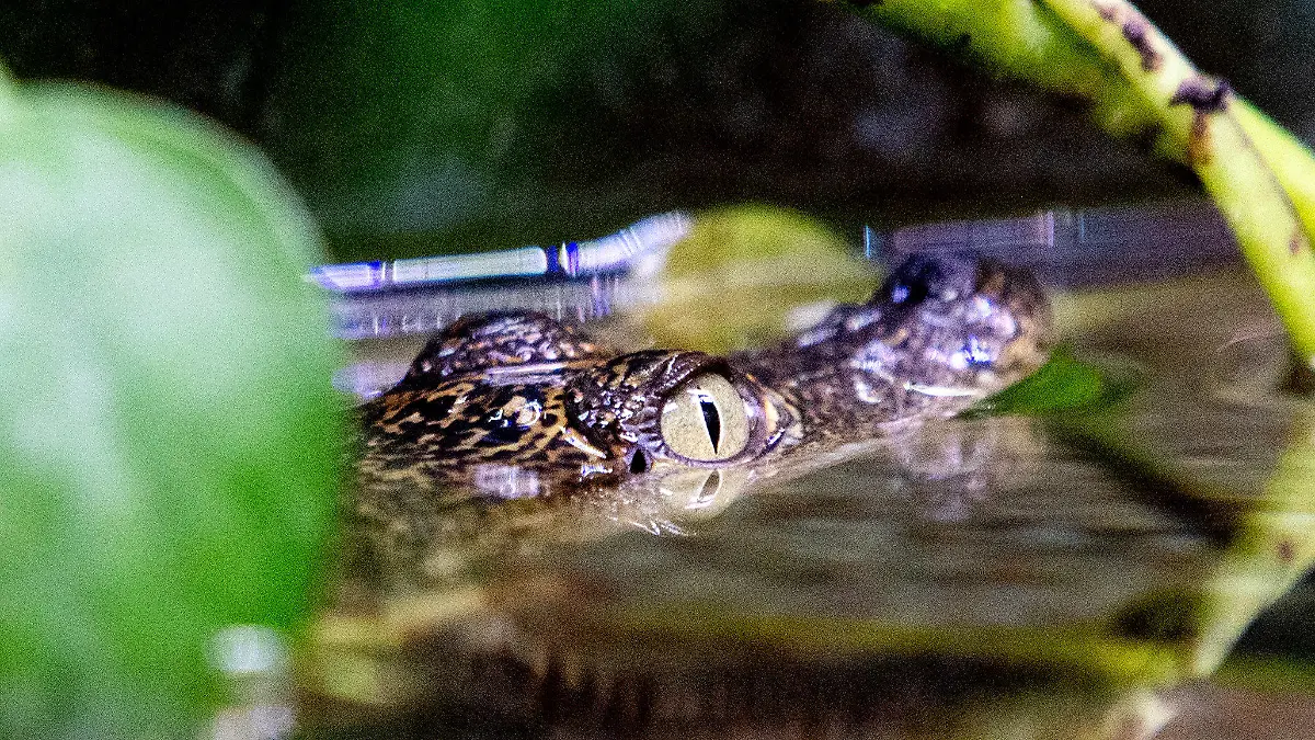 05.12.2022, Niedersachsen, Saterland: Ein Beulenkrokodilbaby schwimmt in der Tropenhalle des «Seelter Reptilienhuus», einem privat geführten Zoo im niedersächsischen Saterland, durch das Wasser. Aufgrund steigender Energiekosten sucht der Reptilienzoo in diesem Winter Paten für seine Reptilien - zunächst für ein Krokodilbaby, das im September geschlüpft ist. Foto: Hauke-Christian Dittrich/dpa +++ dpa-Bildfunk +++