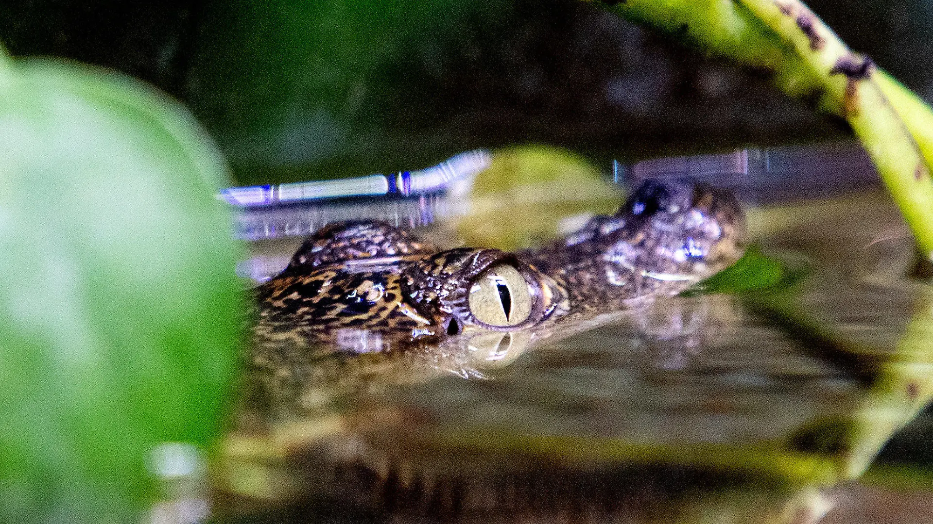 05.12.2022, Niedersachsen, Saterland: Ein Beulenkrokodilbaby schwimmt in der Tropenhalle des «Seelter Reptilienhuus», einem privat geführten Zoo im niedersächsischen Saterland, durch das Wasser. Aufgrund steigender Energiekosten sucht der Reptilienzoo in diesem Winter Paten für seine Reptilien - zunächst für ein Krokodilbaby, das im September geschlüpft ist. Foto: Hauke-Christian Dittrich/dpa +++ dpa-Bildfunk +++