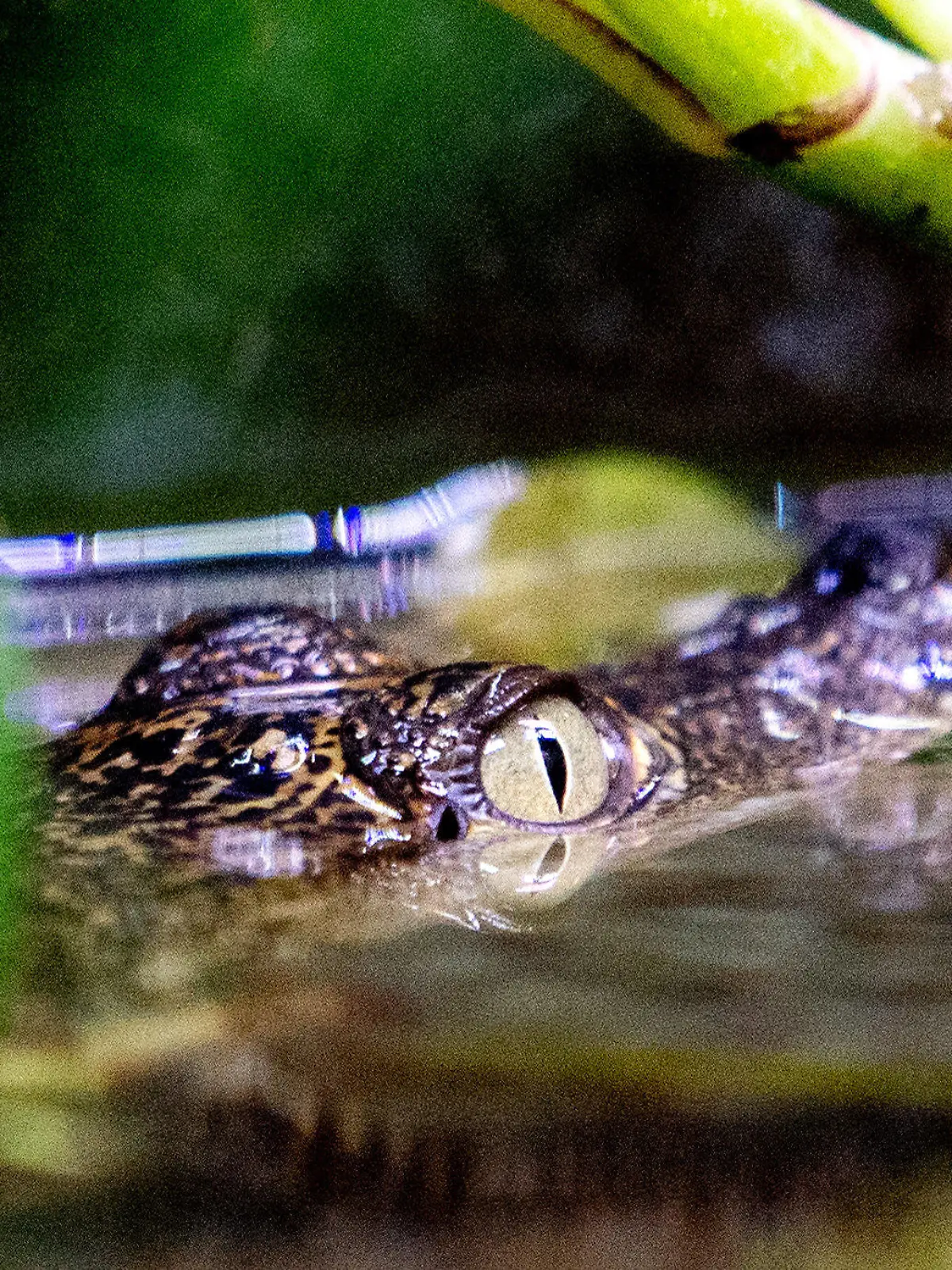 05.12.2022, Niedersachsen, Saterland: Ein Beulenkrokodilbaby schwimmt in der Tropenhalle des «Seelter Reptilienhuus», einem privat geführten Zoo im niedersächsischen Saterland, durch das Wasser. Aufgrund steigender Energiekosten sucht der Reptilienzoo in diesem Winter Paten für seine Reptilien - zunächst für ein Krokodilbaby, das im September geschlüpft ist. Foto: Hauke-Christian Dittrich/dpa +++ dpa-Bildfunk +++