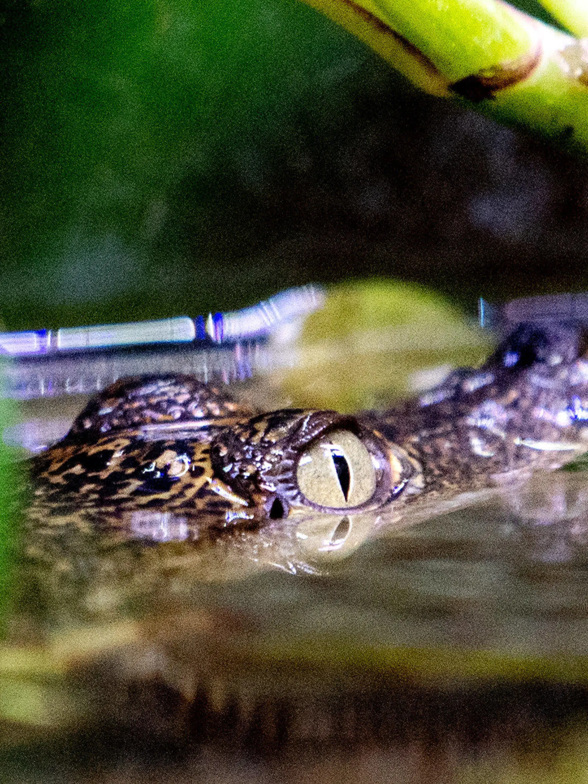 05.12.2022, Niedersachsen, Saterland: Ein Beulenkrokodilbaby schwimmt in der Tropenhalle des «Seelter Reptilienhuus», einem privat geführten Zoo im niedersächsischen Saterland, durch das Wasser. Aufgrund steigender Energiekosten sucht der Reptilienzoo in diesem Winter Paten für seine Reptilien - zunächst für ein Krokodilbaby, das im September geschlüpft ist. Foto: Hauke-Christian Dittrich/dpa +++ dpa-Bildfunk +++
