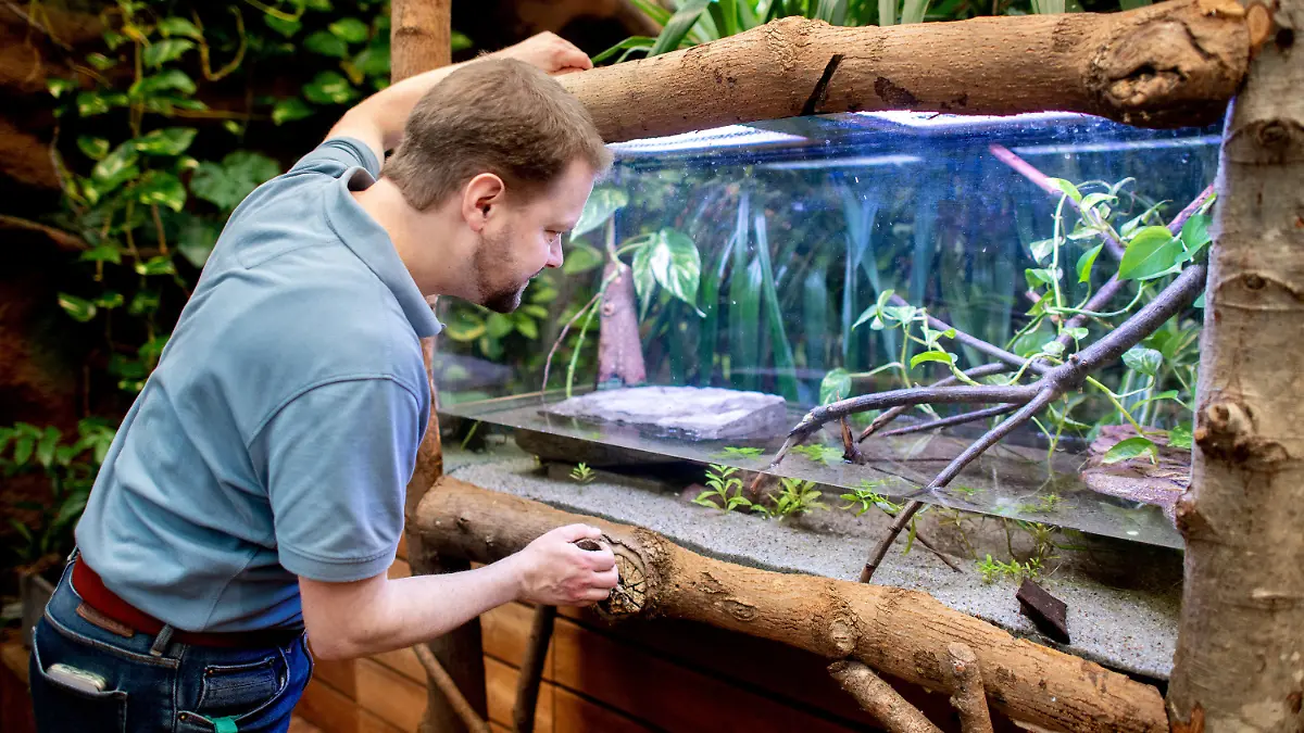 05.12.2022, Niedersachsen, Saterland: Florian Häselbarth, Inhaber des «Seelter Reptilienhuus», füttert ein Beulenkrokodilbaby in der Tropenhalle seines privat geführten Zoos, der an den Wochenenden geöffnet hat. Aufgrund steigender Energiekosten sucht der Reptilienzoo in diesem Winter Paten für seine Reptilien - zunächst für ein Krokodilbaby, das im September geschlüpft ist. Foto: Hauke-Christian Dittrich/dpa +++ dpa-Bildfunk +++