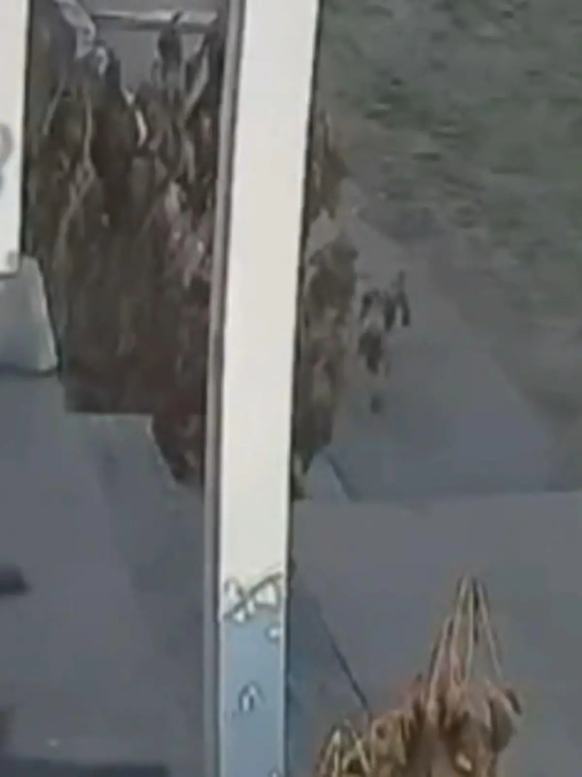 Die fünfjährige Rylee schreit in Panik als ein Waschbär sie attackiert! Schreie, die ihre Mutter alarmieren und die greift sofort beherzt zu! Rylee ist auf dem Weg zum Schulbus als das Raubtier zubeißt. Was die Fünfjährige und die Mutter zu der Attacke sagen, erfahren Sie im Video.