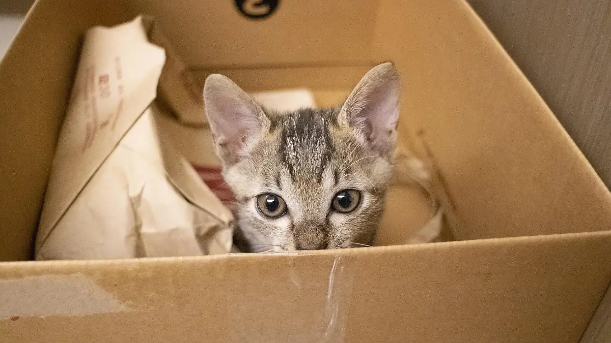 Die meisten Katzen lieben Kartons, das wurde Katze Burrita zum Verhängnis. (Symbolbild)