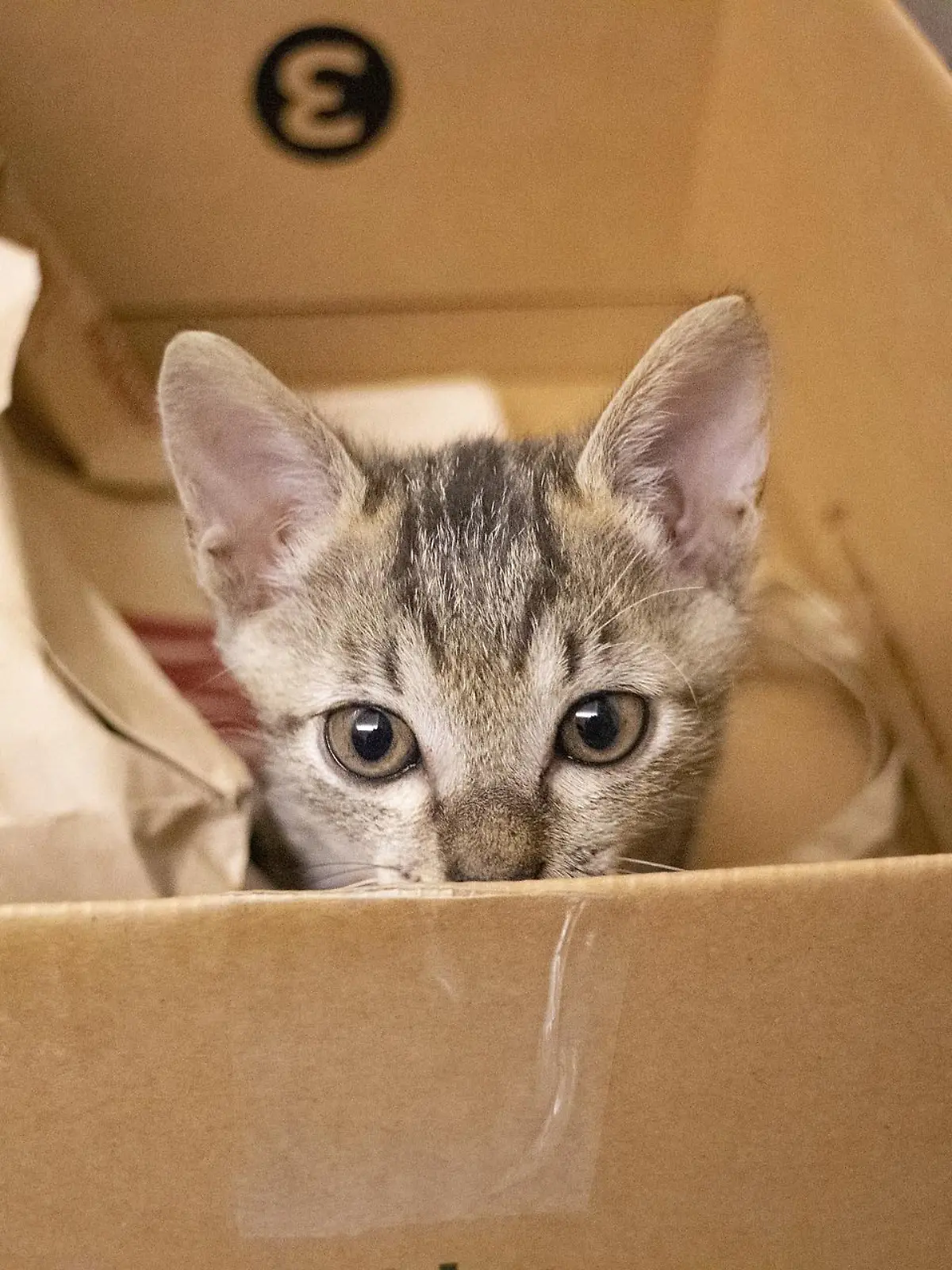 Die meisten Katzen lieben Kartons, das wurde Katze Burrita zum Verhängnis. (Symbolbild)