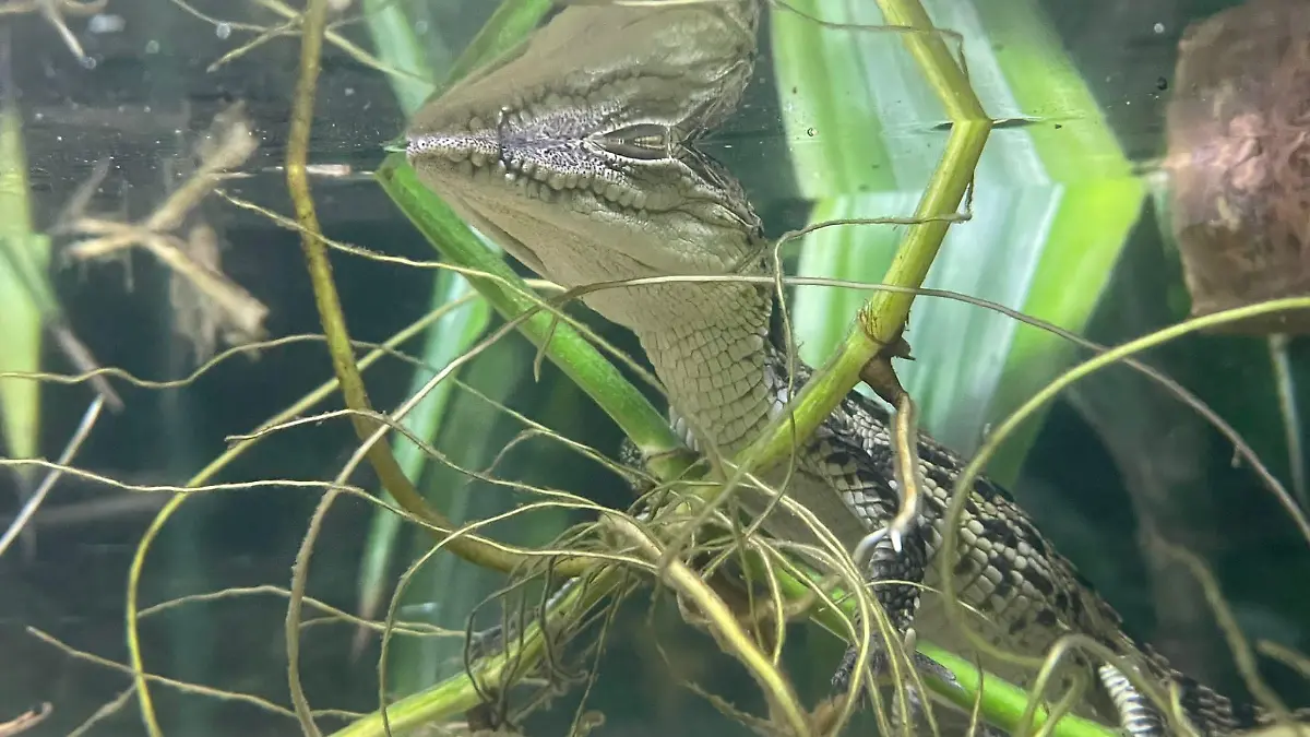 Wie süß! Das kleine Krokodil lebt sich gerade ein und scheint sich im Saterland sehr wohl zu fühlen.