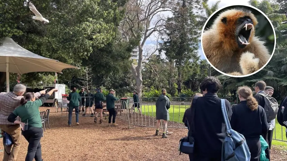 Im Zoo von Perth ist ein Affe ausgebrochen.
