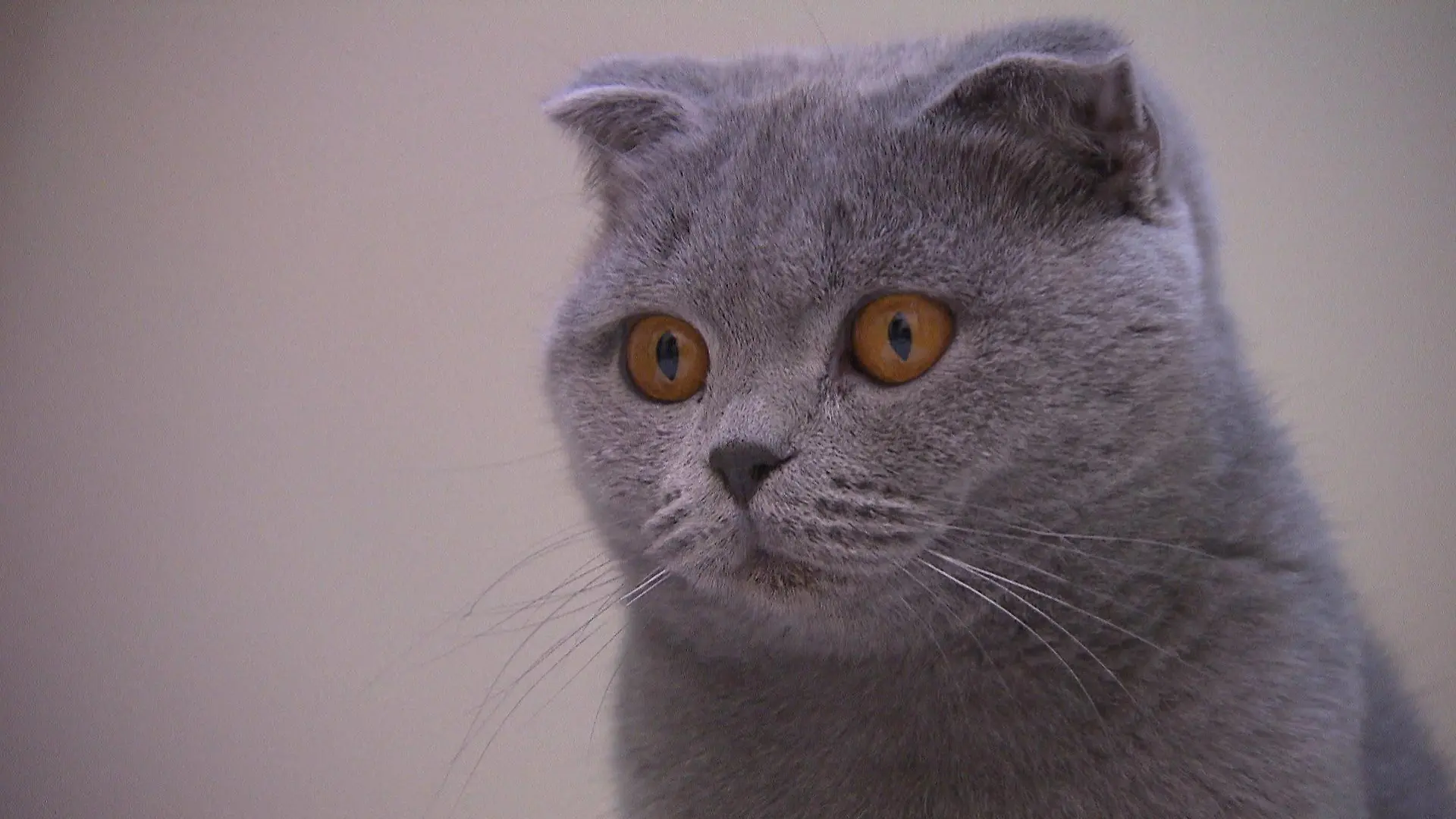 Der verschmuste Kater Gaston wurde ausgesetzt und wartet jetzt im Tierheim Hannover auf ein liebevolles Zuhause.
