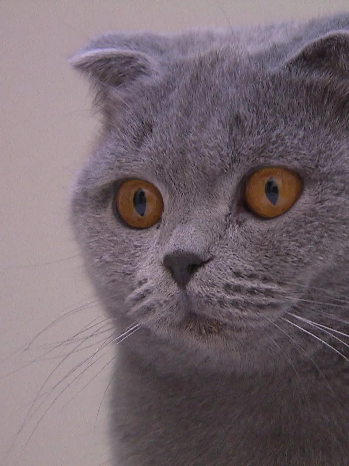 Der verschmuste Kater Gaston wurde ausgesetzt und wartet jetzt im Tierheim Hannover auf ein liebevolles Zuhause.
