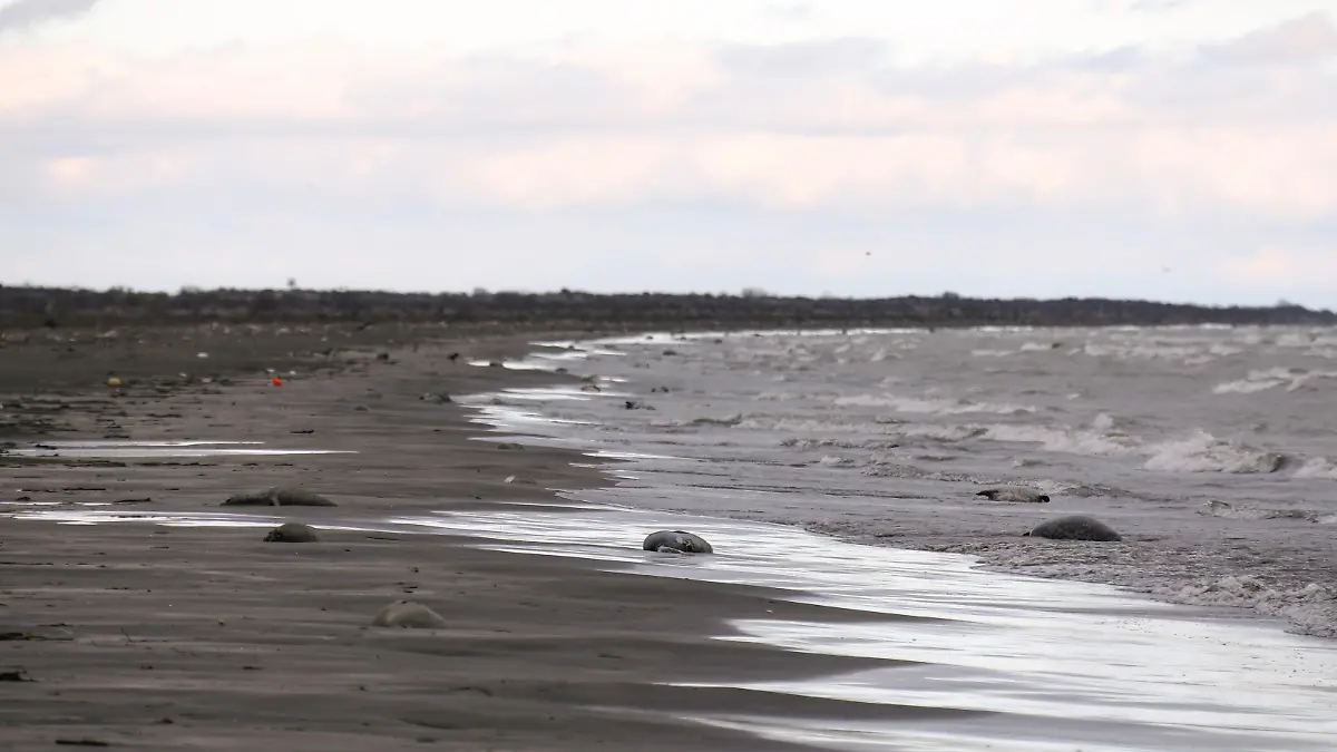 RUSSIA, MAKHACHKALA - DECEMBER 4, 2022: Dead seals are seen on a beach in Kirovsky District of Makhachkala, Dagestan, on the western coast of the Caspian Sea. Some 650-700 dead seals washed up on beaches between Neftebaza and the mouth of the Sulak River. The reasons for the mass wash-up are currently unknown. Musa Salgereyev/TASS / action press