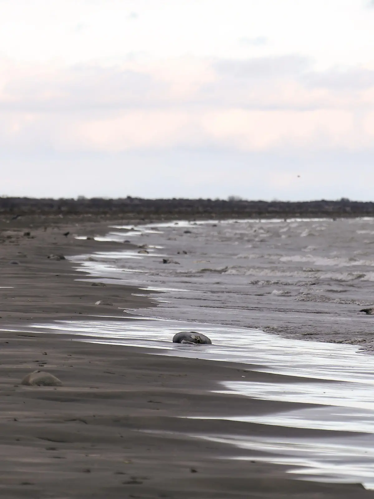 RUSSIA, MAKHACHKALA - DECEMBER 4, 2022: Dead seals are seen on a beach in Kirovsky District of Makhachkala, Dagestan, on the western coast of the Caspian Sea. Some 650-700 dead seals washed up on beaches between Neftebaza and the mouth of the Sulak River. The reasons for the mass wash-up are currently unknown. Musa Salgereyev/TASS / action press