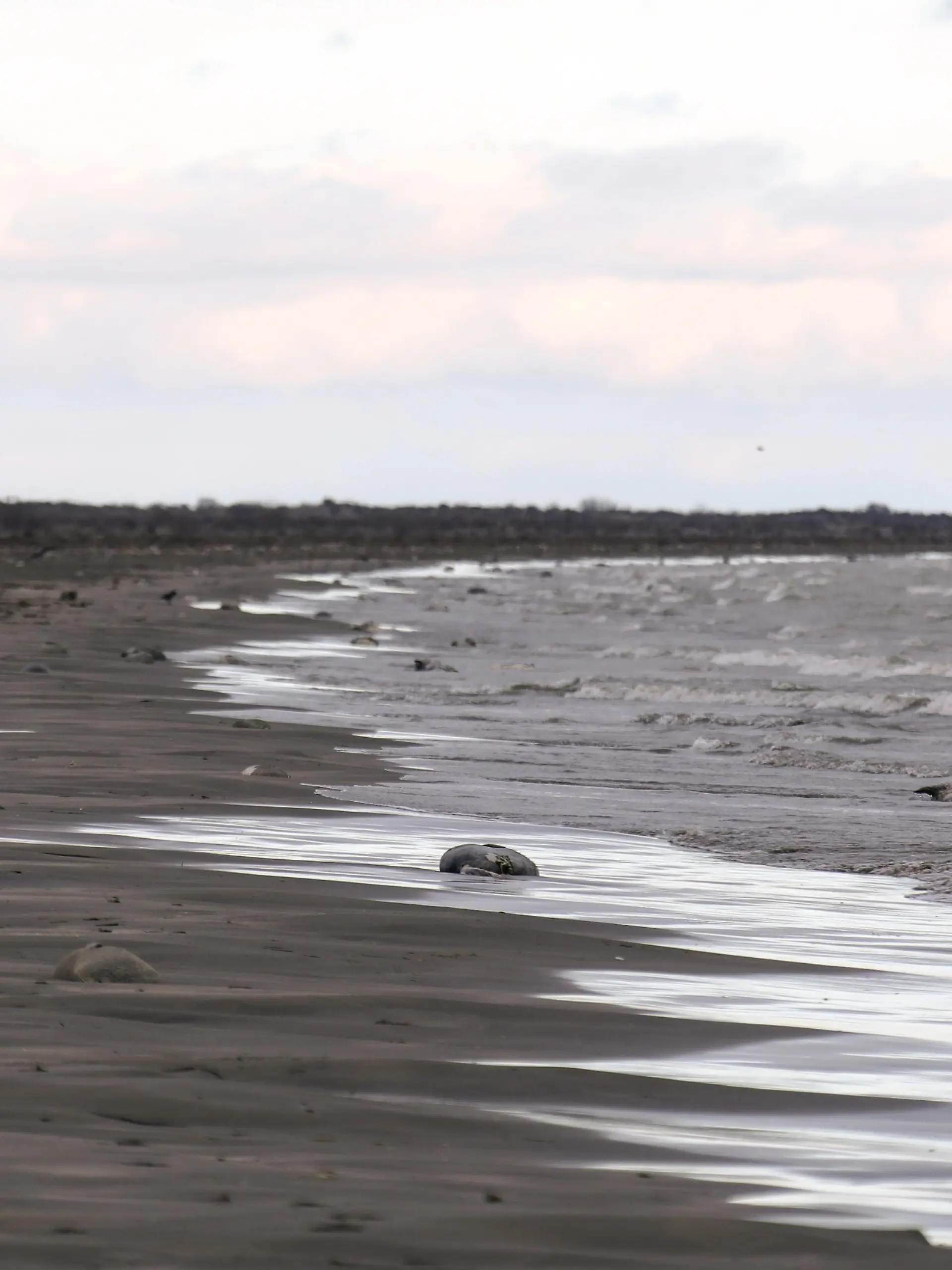 RUSSIA, MAKHACHKALA - DECEMBER 4, 2022: Dead seals are seen on a beach in Kirovsky District of Makhachkala, Dagestan, on the western coast of the Caspian Sea. Some 650-700 dead seals washed up on beaches between Neftebaza and the mouth of the Sulak River. The reasons for the mass wash-up are currently unknown. Musa Salgereyev/TASS / action press