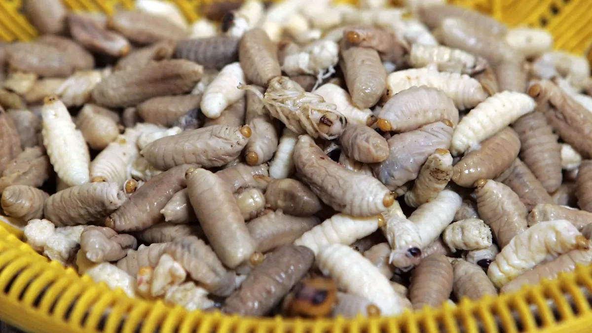 Fresh wasp worms on sale at Tung Kwian market, Hang Chat district in Lampang province of northern Thailand, 02 September 2005. People grill or fry the worm treats.Tastes differ across the world and what one culture considers unappetising, even dangerous and unimaginable for consumption, another culture finds a delicious delicacy.Foto: RUNGROJ YONGRIT +++(c) dpa - Report+++