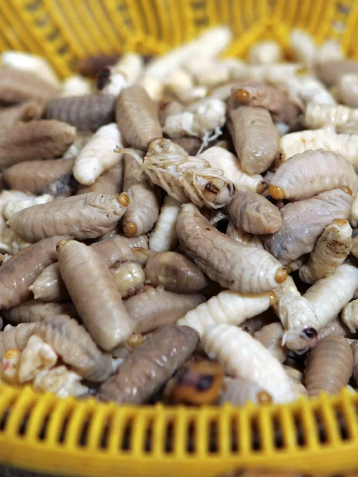 Fresh wasp worms on sale at Tung Kwian market, Hang Chat district in Lampang province of northern Thailand, 02 September 2005. People grill or fry the worm treats.Tastes differ across the world and what one culture considers unappetising, even dangerous and unimaginable for consumption, another culture finds a delicious delicacy.Foto: RUNGROJ YONGRIT +++(c) dpa - Report+++