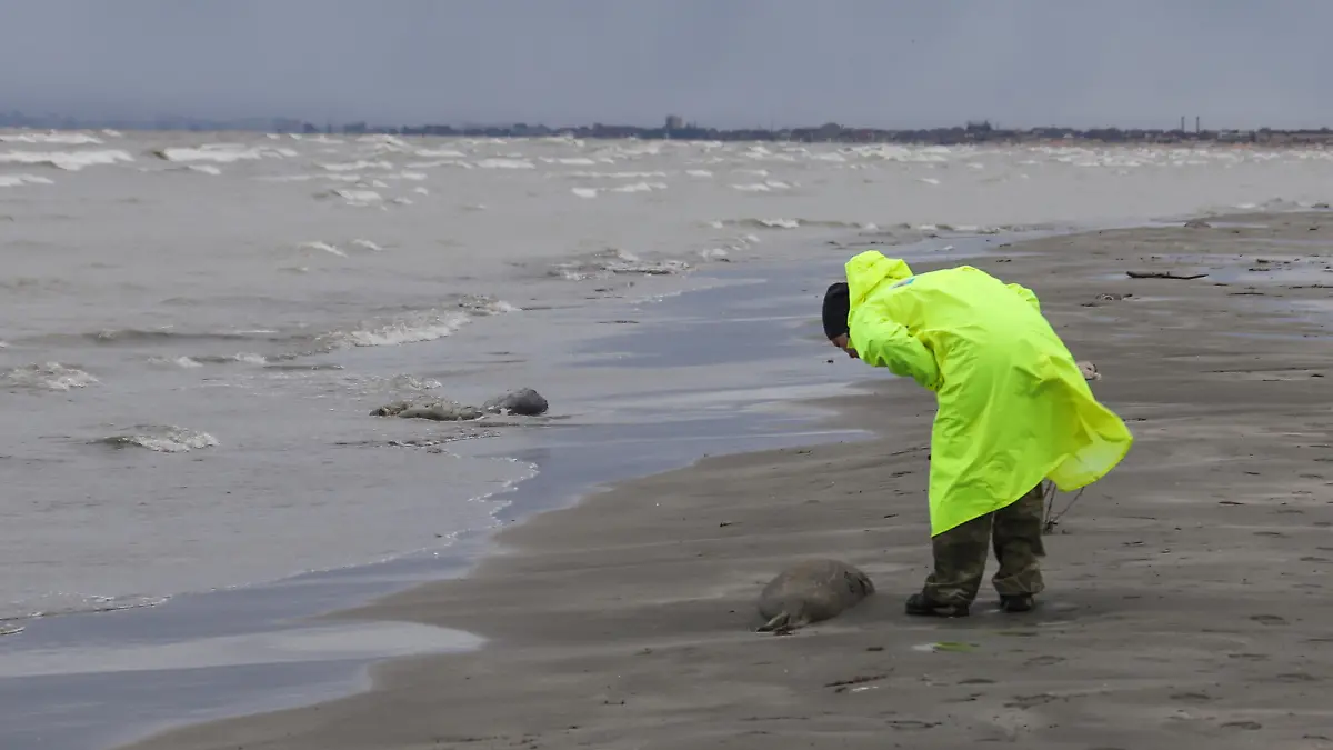 RUSSIA, MAKHACHKALA - DECEMBER 4, 2022: A Caspian Environmental Centre lab worker inspects dead seals on a beach in Kirovsky District of Makhachkala, Dagestan, on the western coast of the Caspian Sea. Some 650-700 dead seals washed up on beaches between Neftebaza and the mouth of the Sulak River. The reasons for the mass wash-up are currently unknown. Musa Salgereyev/TASS / action press