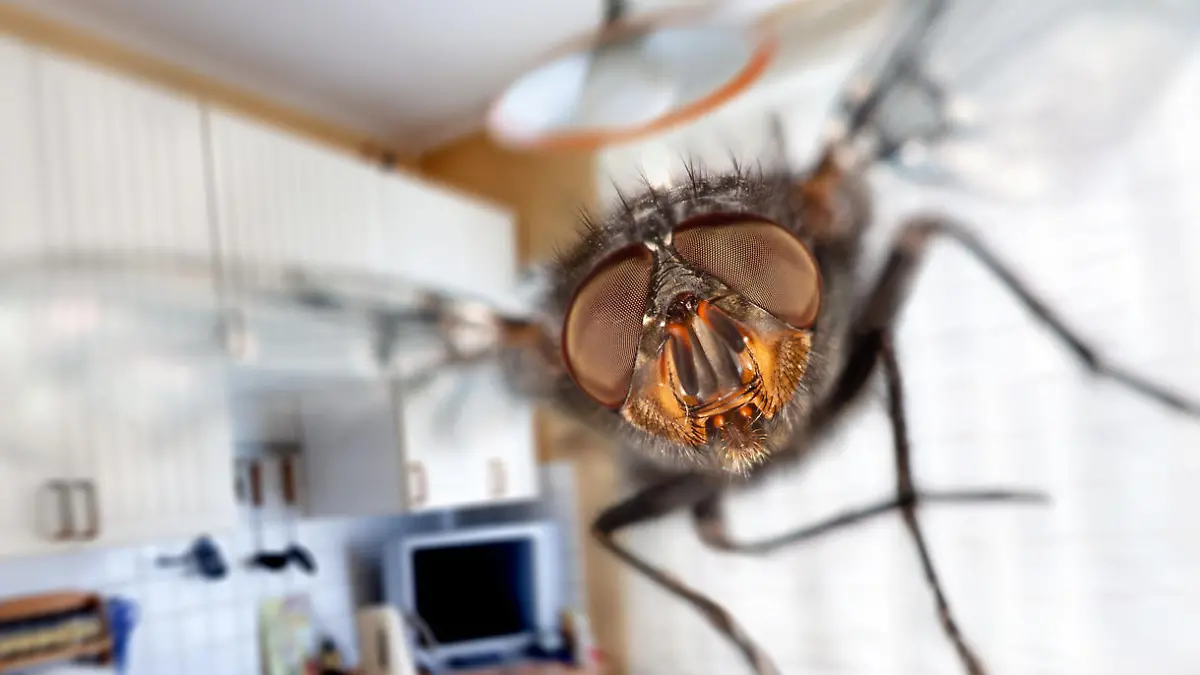 Housefly close-up. Flying in kitchen.