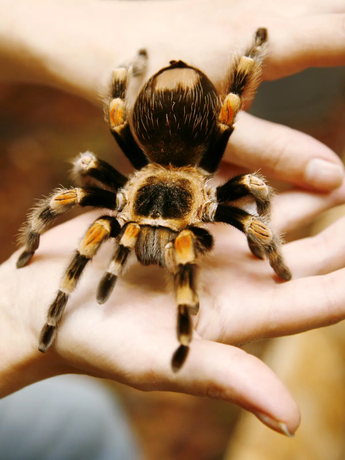 Eine Mexikanische Rotknie-Vogelspinne (lat.: Brachypelma smithi) aus der Familie der Vogelspinnen läuft über die Hände einer Tiertrainerin in Neu-Isenburg bei Frankfurt am Main am 02.10.2008. Die Mexikanische Rotknie-Vogelspinne, die oft auch nur Rotknie-Vogelspinne genannt wird, ist aufgrund ihrer eindrucksvollen Erscheinung häufiger Gast in Filmen, wobei sie meistens eine schreckliche Giftspinne verkörpert. Die Realität sieht anders aus - die Spinne ist recht geduldig und beisst nur selten, der Biss ähnelt in der Wirkung einem Wespenstich. Außerdem kann die Spinne bei Gefahr mit den hinteren Beinen am Hinterleib sitzende Brennhaare abstreifen und diese verschleudern. Diese Brennhaare verursachen einen starken Juckreiz und Entzündungen der Schleimhäute. Spinnen, die bereits Brennhaare abgestreift haben, sind an der entstandenen kahlen Stelle auf dem Hinterleib gut zu erkennen (siehe Bild). Foto: Wolfram Steinberg +++(c) dpa - Report+++