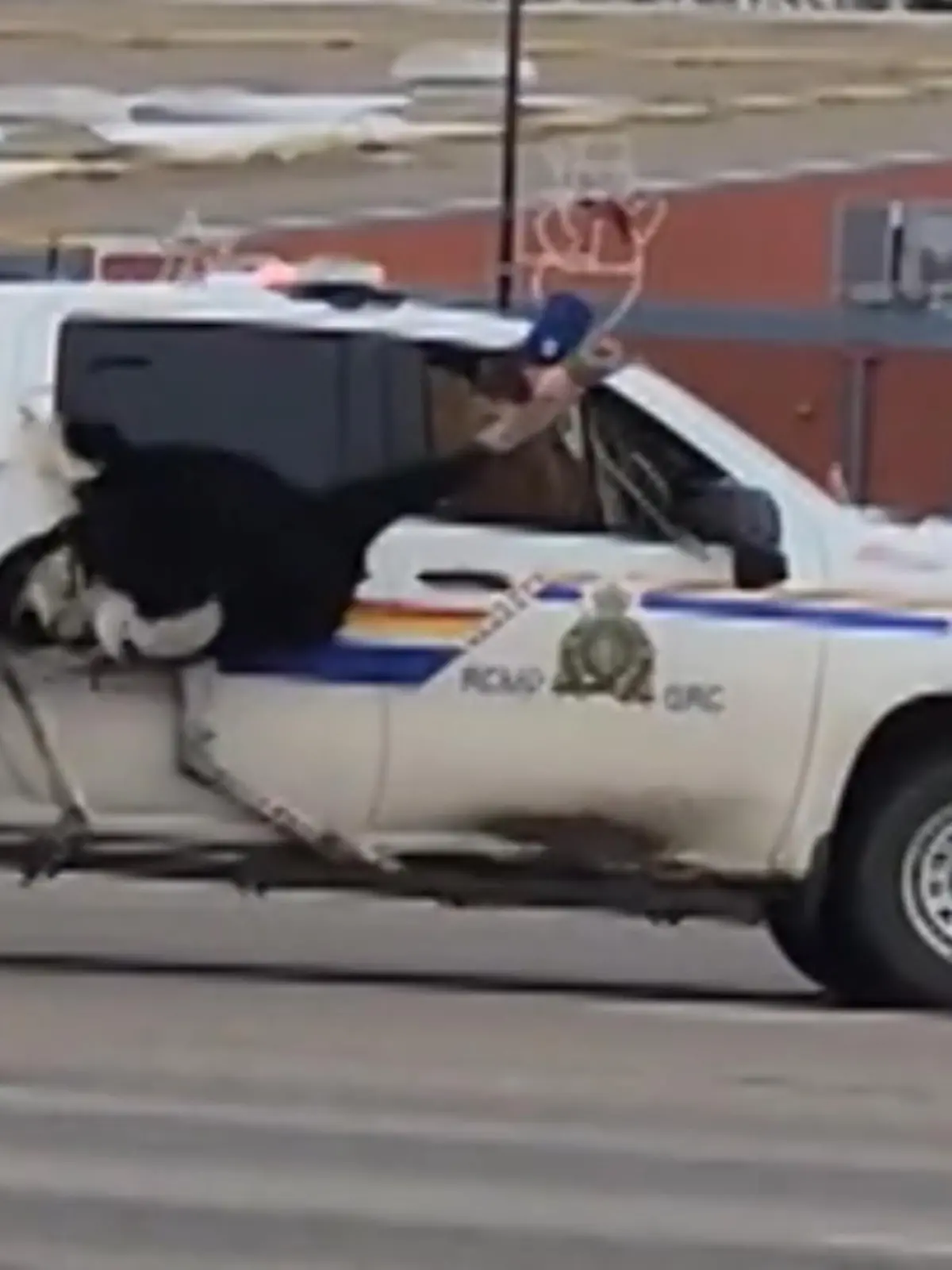 Wer bei der Polizei arbeitet, darf sich auf keinen Fall auf Routine verlassen. In einem kleinen Ort in Kanada beispielsweise sind 20 Strauße ausgebüxt. Ein Handyvideo zeigt nun den spektakulären Fangversuch eines Polizisten.