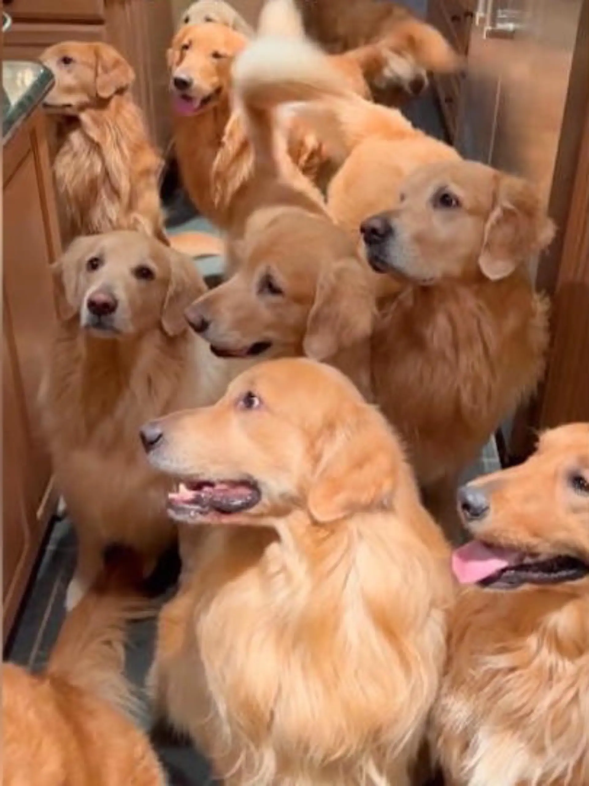 Mit gerade mal 24 Jahren ist Collin Standon aus Texas 13-facher Hundepapa - und liebt jede Sekunde davon. Als seine beiden ersten Golden Retriever, Chloe und Sam, neun Welpen bekamen, hat Collin sie alle behalten. Inzwischen sind sie ausgewachsen und leben im Rudel bei ihm Zuhause - aber zwölf Hunde haben ihm anscheinend nicht gereicht. Vor Kurzem hat er einen weiteren Golden Retriever bei sich aufgenommen, der sonst im Tierheim eingeschläfert werden würde. Im Video zeigen wir, wie süß das XXL-Rudel zusammenlebt.
