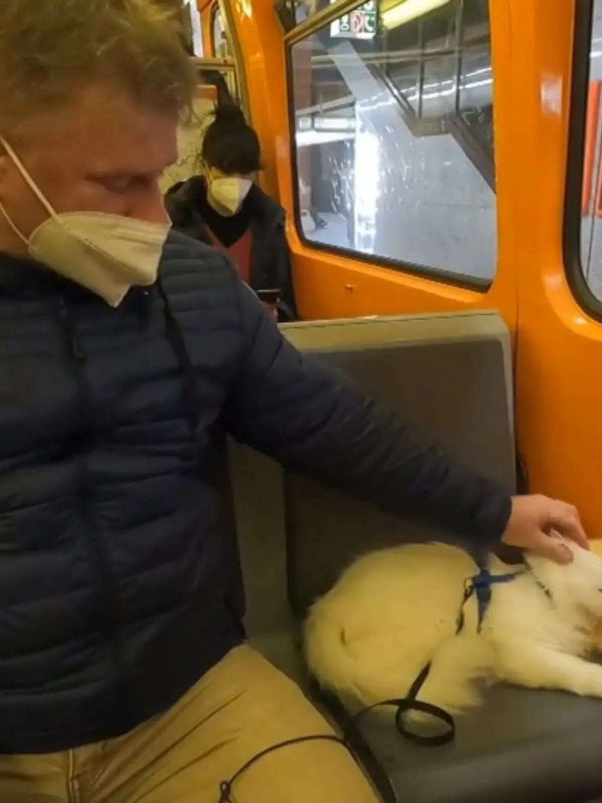 Diese Herrchen gehen wohl nie ohne ihren Simbad aus dem Haus, denn der Kater ist verrückt nach Spaziergängen! Am liebsten hat er lange Ausflüge mit der U-Bahn und sogar da bekommt der Kater seinen eigenen Sitzplatz.