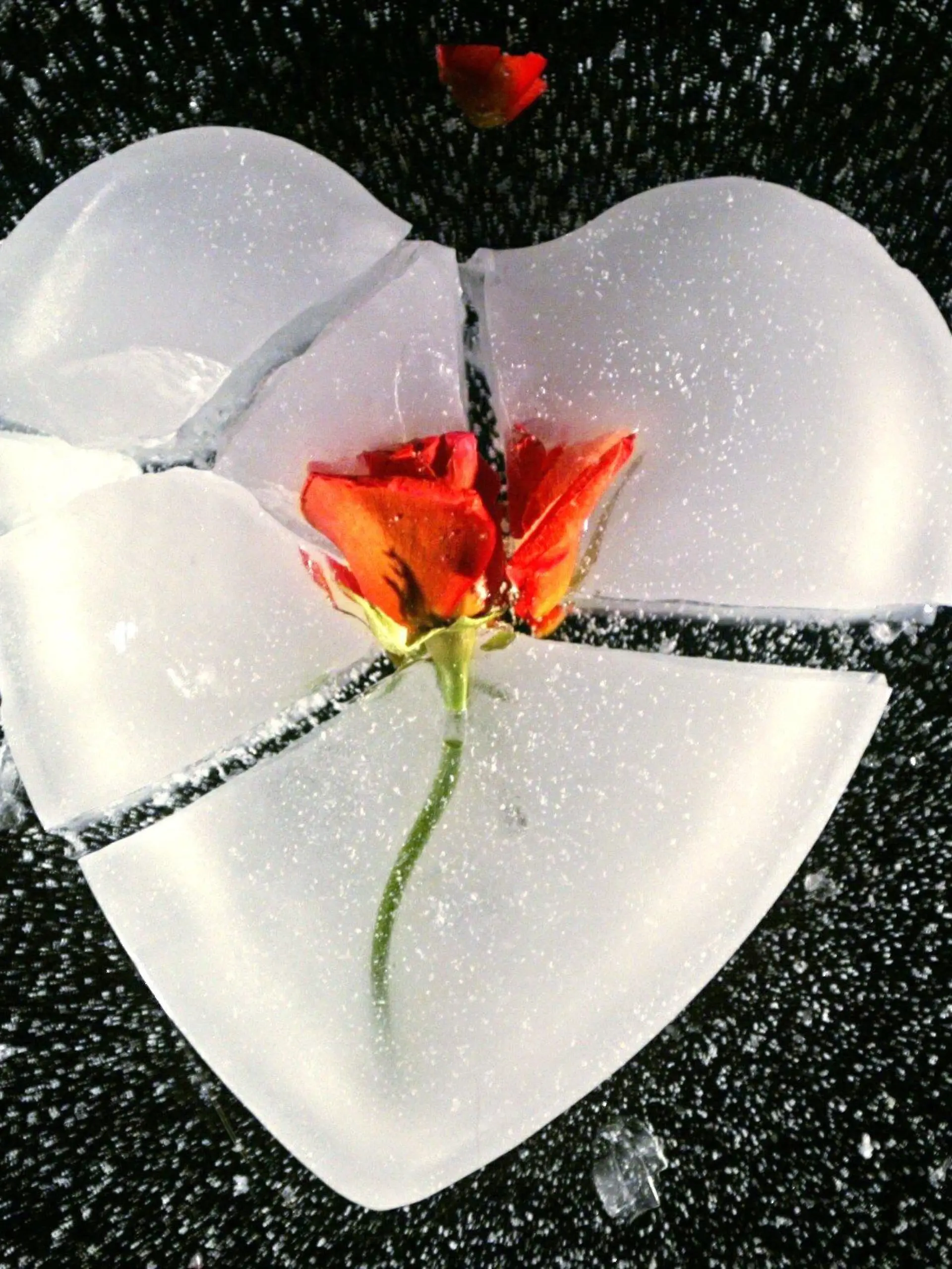 Ein gebrochenes Herz aus Eis mit einer roten Rose in der Mitte. (Aufnahme vom 16.1.2003).
