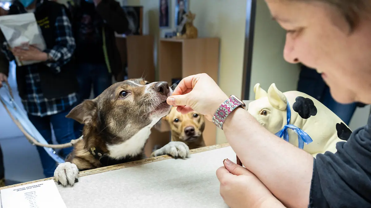 PRODUKTION - 19.11.2022, Hessen, Frankfurt/Main: Der Hund Baloo bekommt von einer Mitarbeiterin der Tiertafel ein paar Leckerlis. Die Tiertafel unterstützt Menschen mit Grundsicherung und kleiner Rente damit diese Ihre Tiere artgerecht halten können. Foto: Hannes P. Albert/dpa +++ dpa-Bildfunk +++