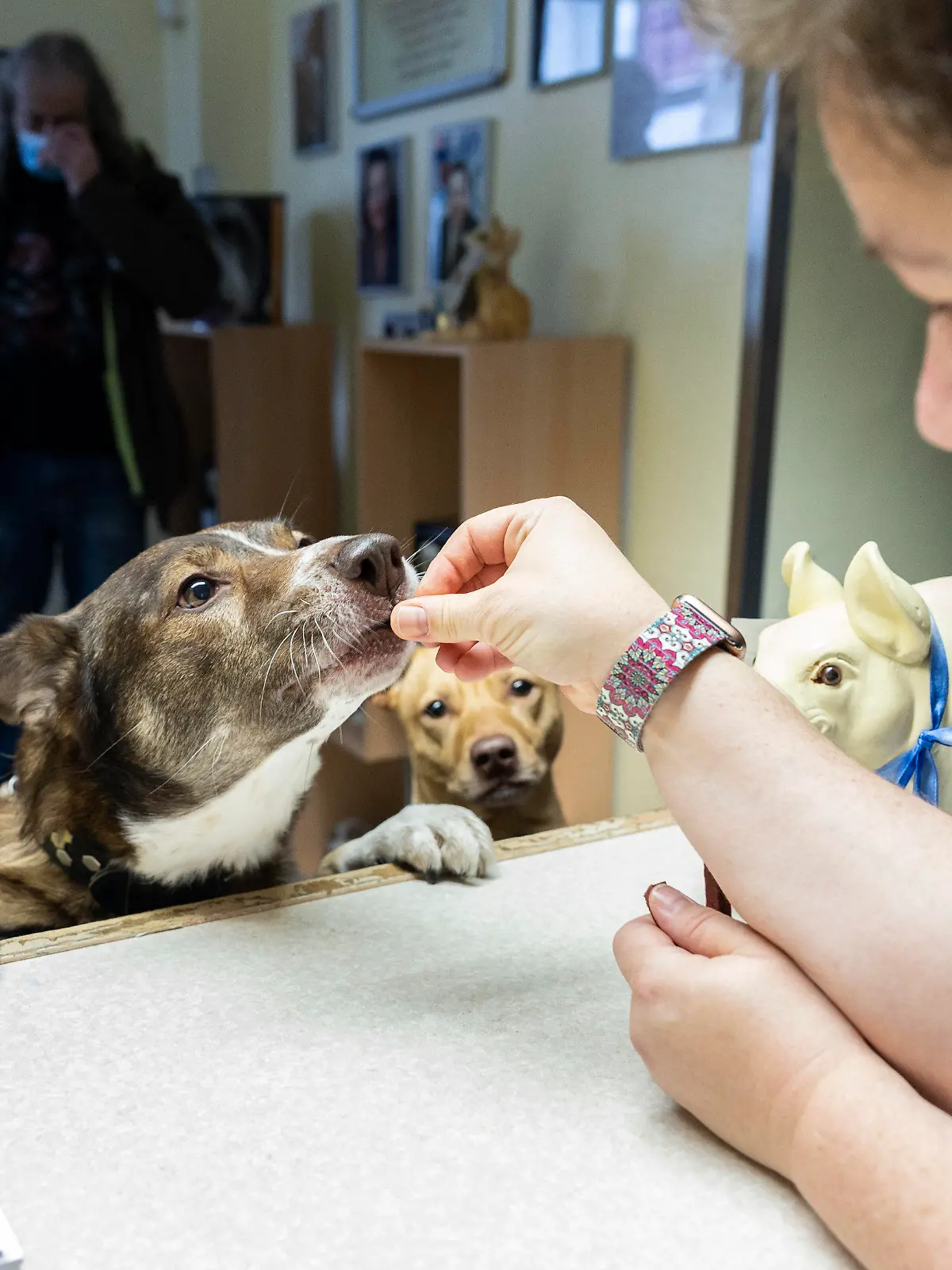 PRODUKTION - 19.11.2022, Hessen, Frankfurt/Main: Der Hund Baloo bekommt von einer Mitarbeiterin der Tiertafel ein paar Leckerlis. Die Tiertafel unterstützt Menschen mit Grundsicherung und kleiner Rente damit diese Ihre Tiere artgerecht halten können. Foto: Hannes P. Albert/dpa +++ dpa-Bildfunk +++