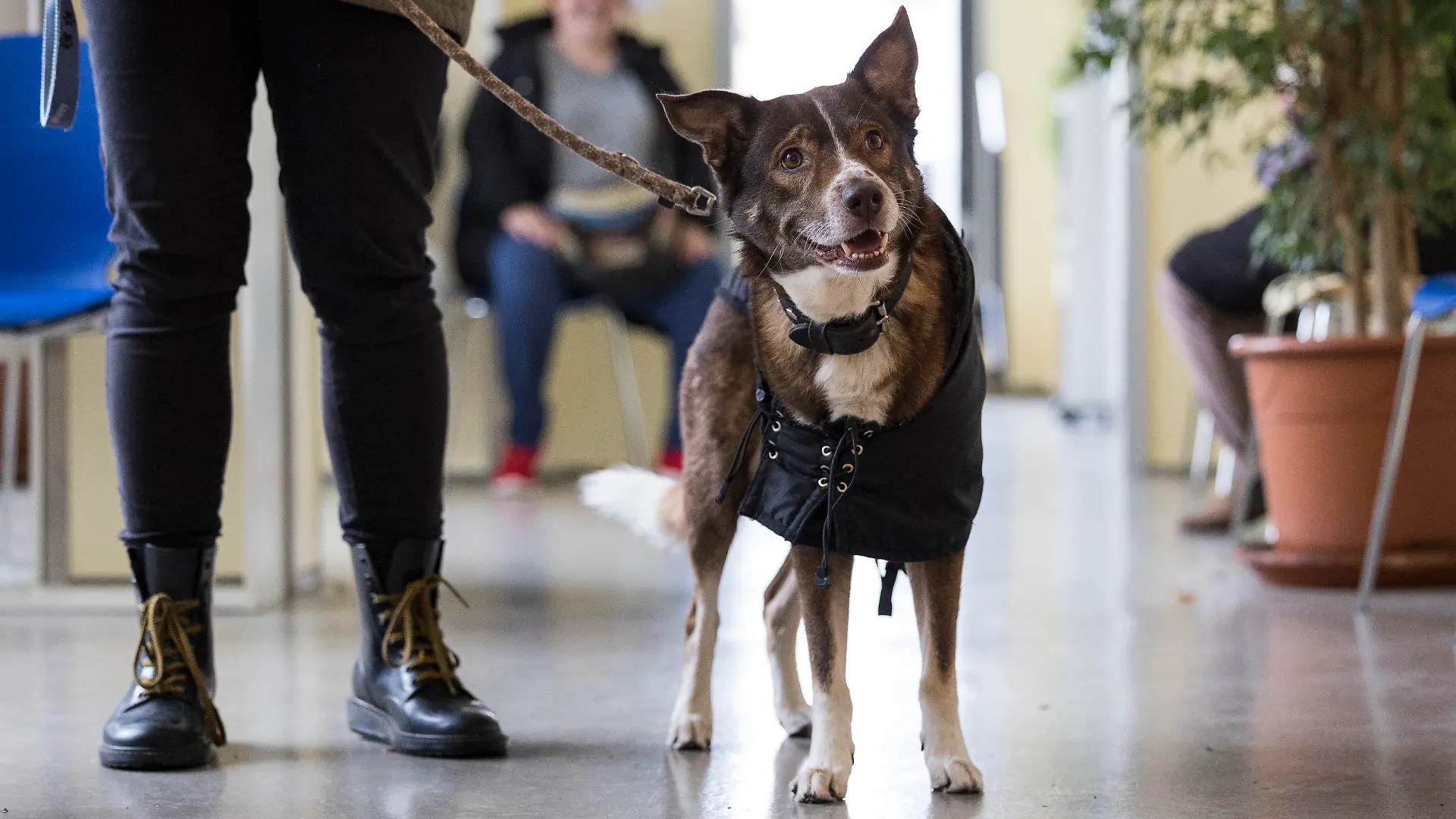 PRODUKTION - 19.11.2022, Hessen, Frankfurt/Main: Der Hund Baloo und seine Besitzerin im Wartezimmer der Tiertafel. Die Tiertafel unterstützt Menschen mit Grundsicherung und kleiner Rente damit diese Ihre Tiere artgerecht halten können. Foto: Hannes P. Albert/dpa +++ dpa-Bildfunk +++