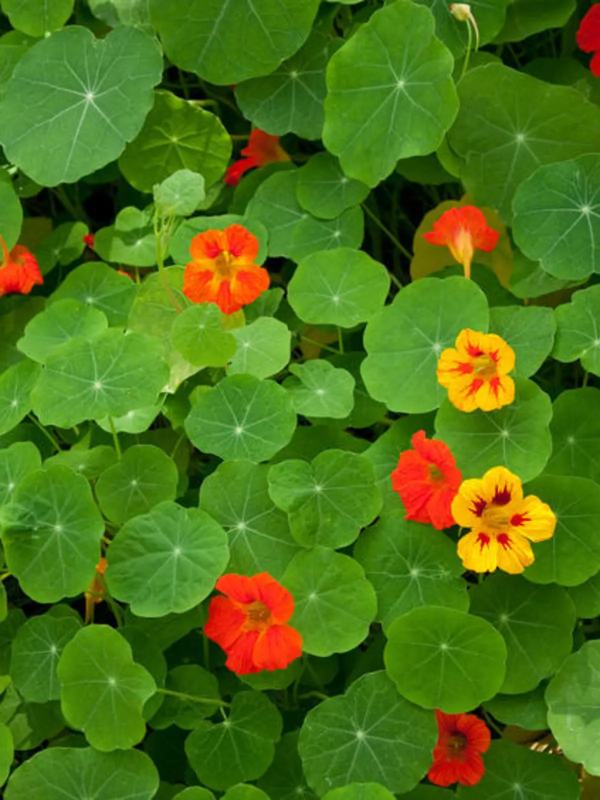 Fotolia 27647046 Kapuzinerkresse.jpg