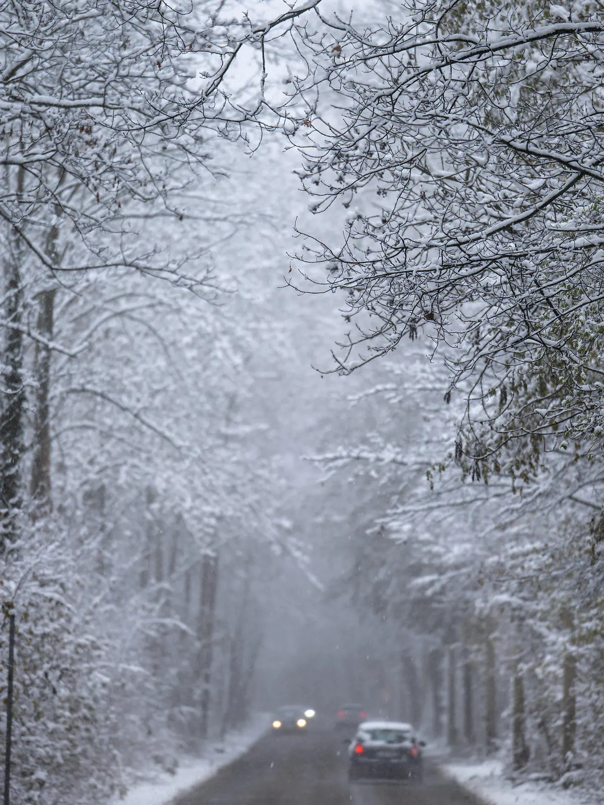 02.12.2022, Sachsen, Leipzig: Autos fahren durch den verschneiten Auwald in Leipzig. Über Nacht ist der Winter in Sachsen eingezogen mit Schneefall bis ins Tiefland. Foto: Hendrik Schmidt/dpa +++ dpa-Bildfunk +++