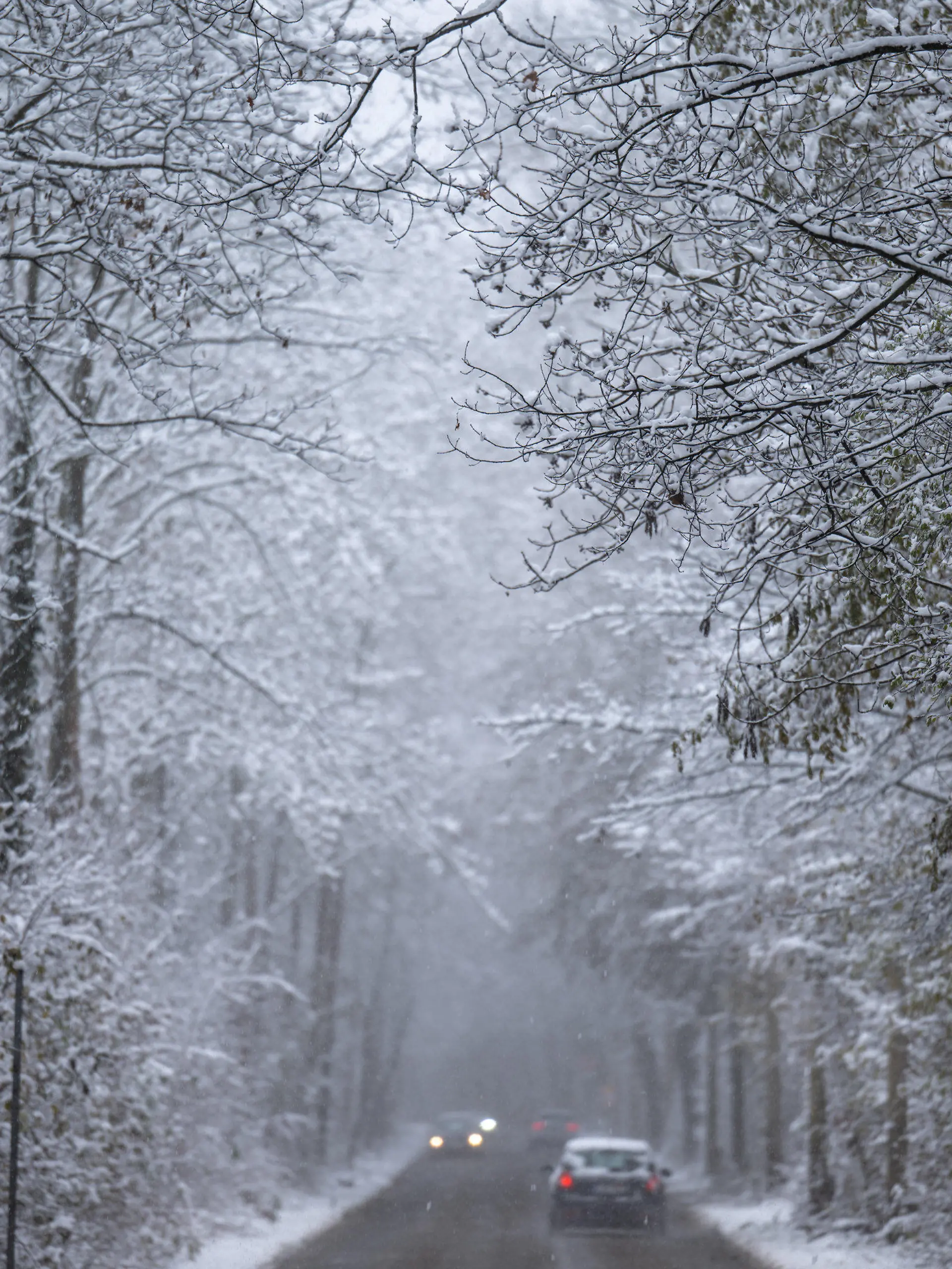 02.12.2022, Sachsen, Leipzig: Autos fahren durch den verschneiten Auwald in Leipzig. Über Nacht ist der Winter in Sachsen eingezogen mit Schneefall bis ins Tiefland. Foto: Hendrik Schmidt/dpa +++ dpa-Bildfunk +++
