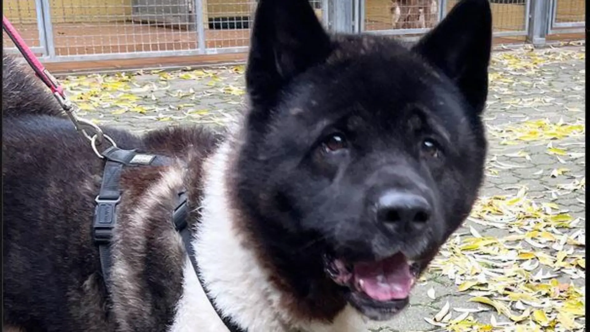 American Akita Attila sucht ein neues Zuhause.