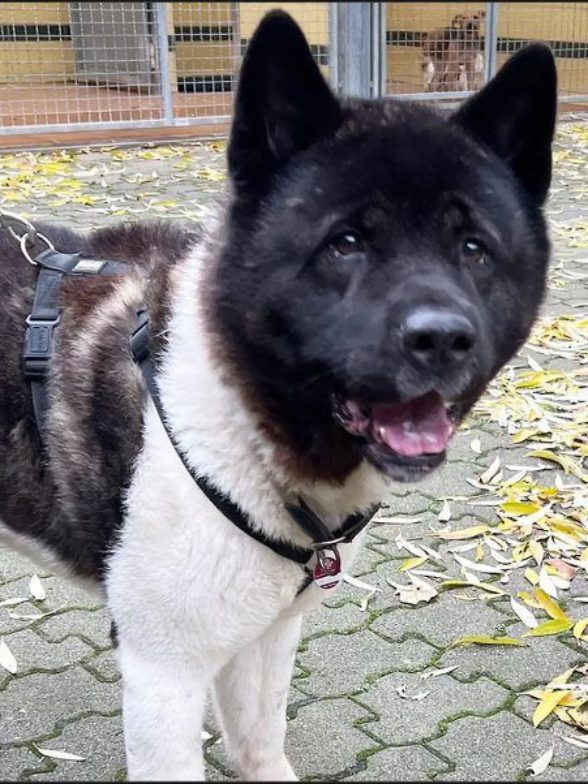 American Akita Attila sucht ein neues Zuhause.