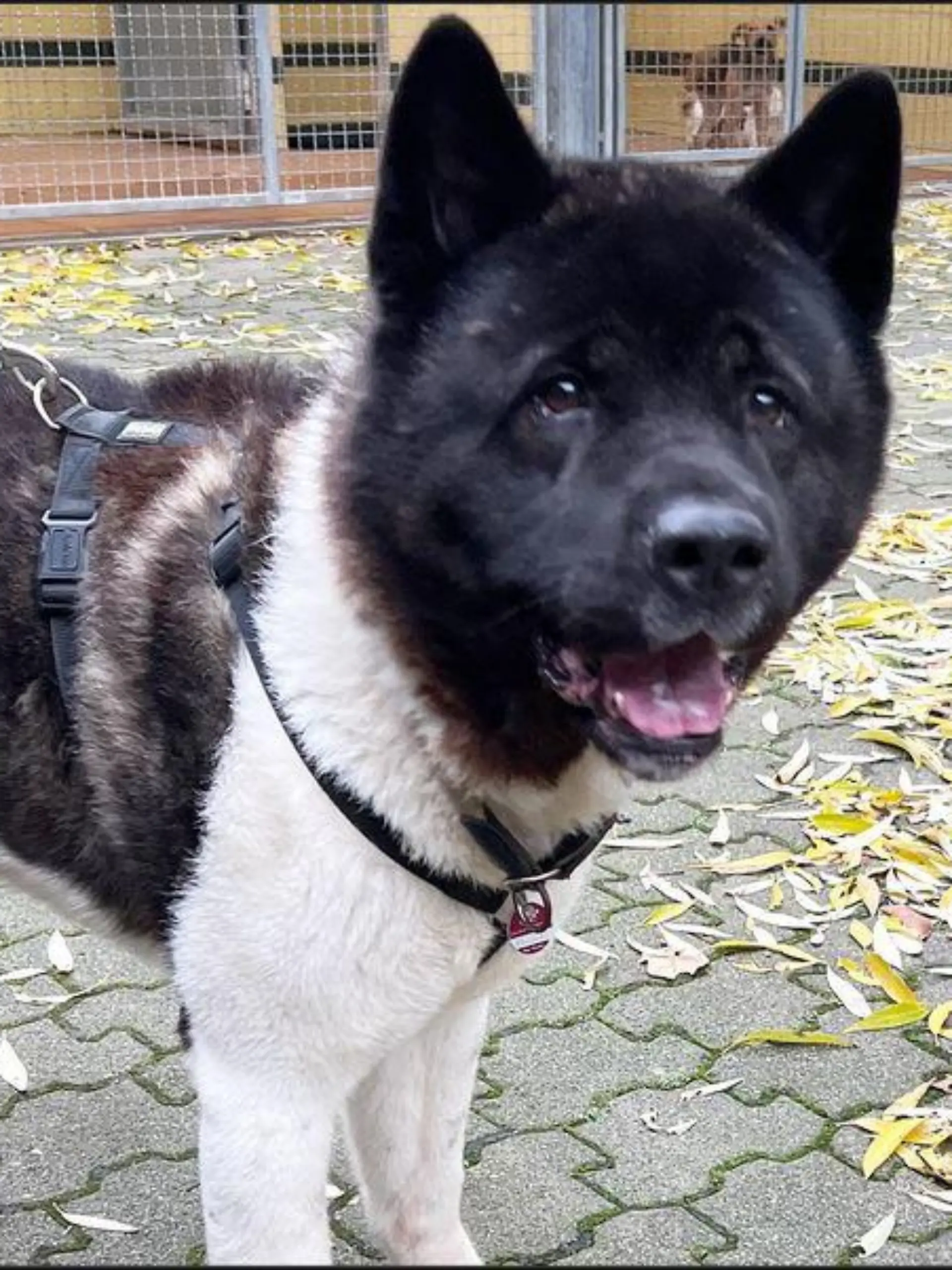 American Akita Attila sucht ein neues Zuhause.