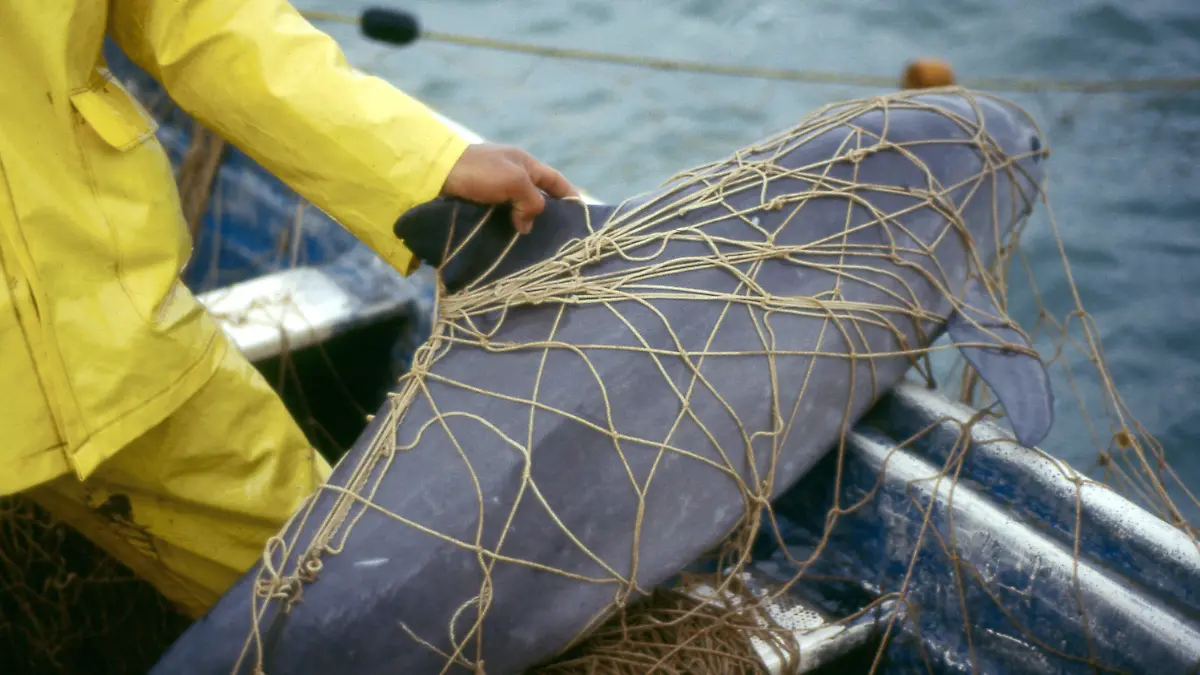 HANDOUT - 08.02.2017, Mexiko, Golfo de Santa Clara: Ein Vaquita, ein Kalifornischer Schweinswal, im Netz eines Fischers. Erstmals in seiner Geschichte warnt der wissenschaftliche Ausschuss der Internationalen Walfangkommission (IWC) vor dem Aussterben einer Art. Im Golf von Kalifornien in Mexiko gebe es nur noch etwa zehn Exemplare des Kalifornischen Schweinswals, teilte die IWC am Montag mit. (Zu dpa «Internationale Walfangkommission warnt vor Aussterben der Vaquitas») Foto: Cristian Faesi/WWF/dpa - ACHTUNG: Nur zur redaktionellen Verwendung im Zusammenhang mit der aktuellen Berichterstattung und nur mit vollständiger Nennung des vorstehenden Credits +++ dpa-Bildfunk +++
