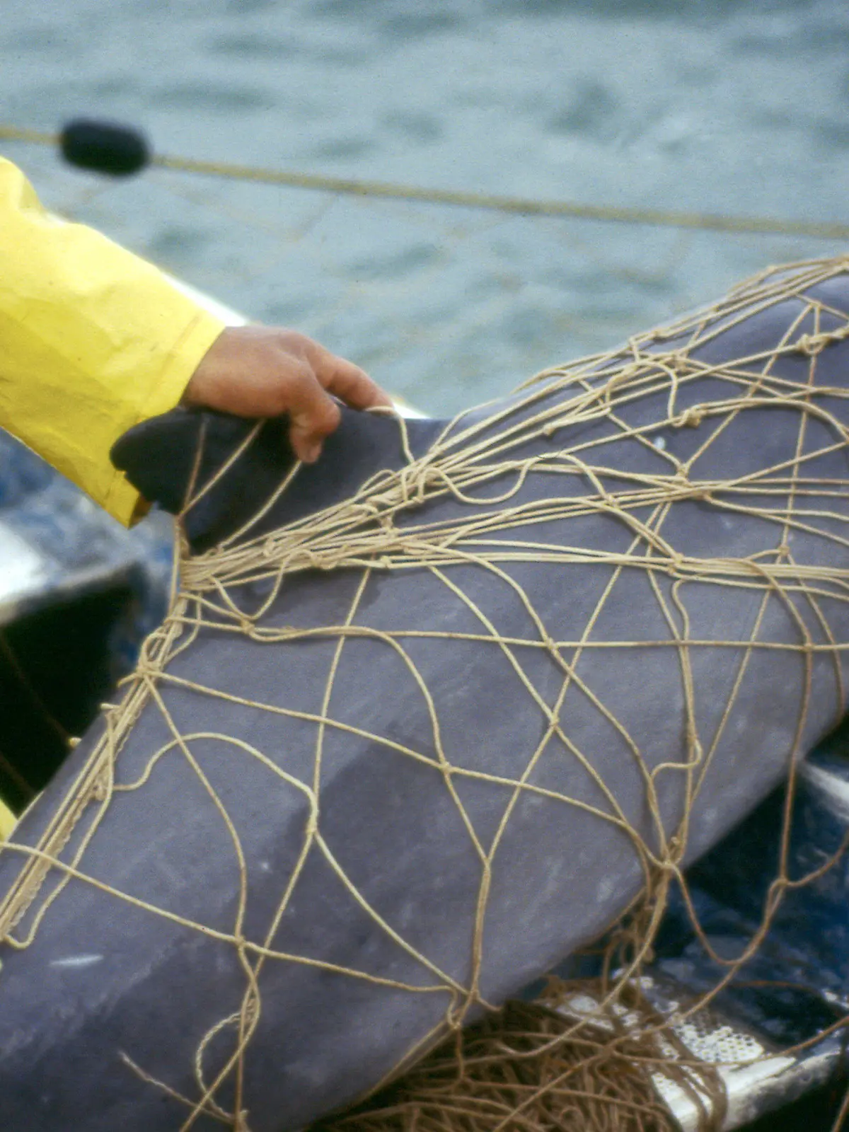 HANDOUT - 08.02.2017, Mexiko, Golfo de Santa Clara: Ein Vaquita, ein Kalifornischer Schweinswal, im Netz eines Fischers. Erstmals in seiner Geschichte warnt der wissenschaftliche Ausschuss der Internationalen Walfangkommission (IWC) vor dem Aussterben einer Art. Im Golf von Kalifornien in Mexiko gebe es nur noch etwa zehn Exemplare des Kalifornischen Schweinswals, teilte die IWC am Montag mit. (Zu dpa «Internationale Walfangkommission warnt vor Aussterben der Vaquitas») Foto: Cristian Faesi/WWF/dpa - ACHTUNG: Nur zur redaktionellen Verwendung im Zusammenhang mit der aktuellen Berichterstattung und nur mit vollständiger Nennung des vorstehenden Credits +++ dpa-Bildfunk +++