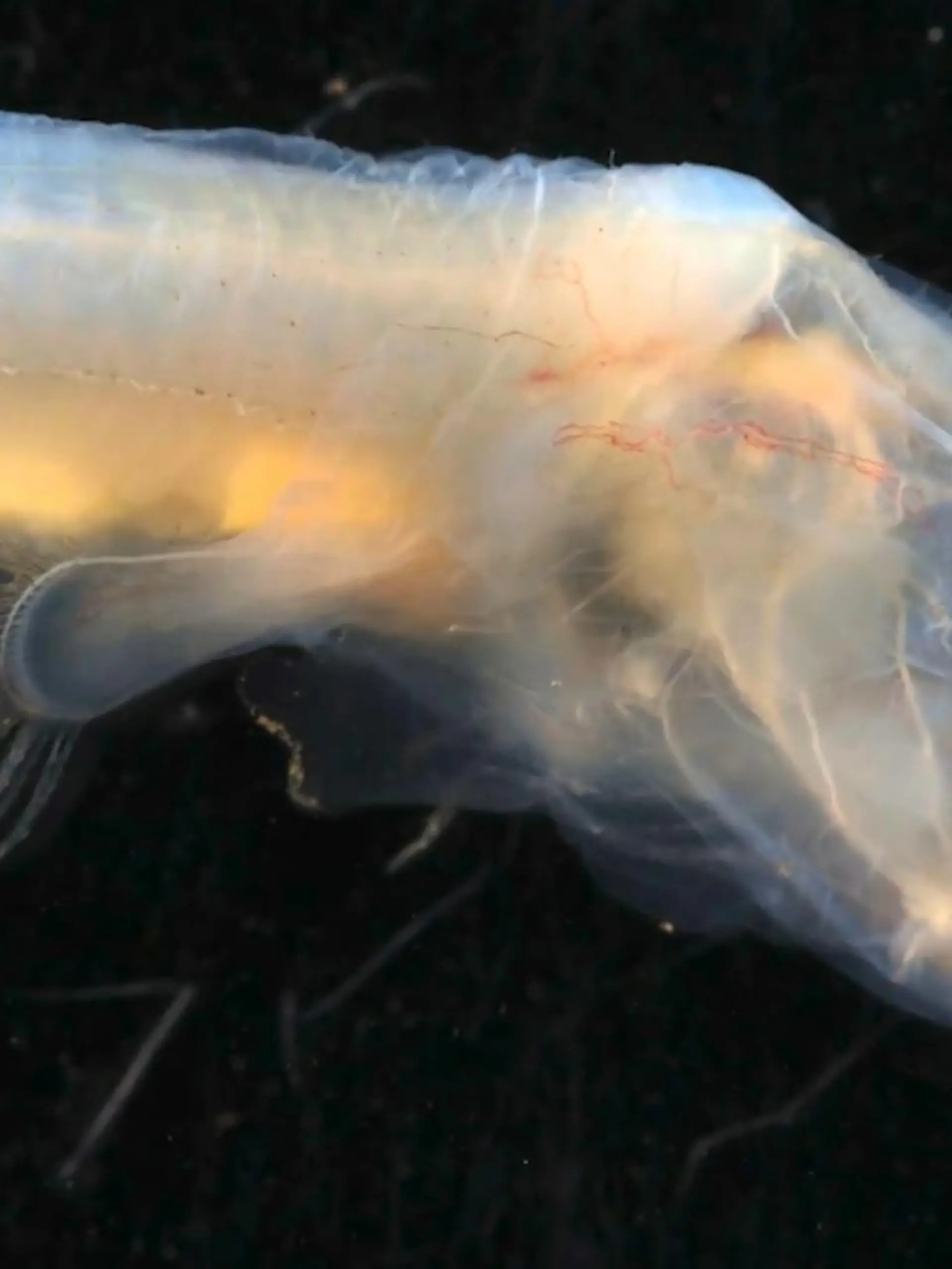 Diese Tiere sehen aus wie aus einem Horrorfilm!