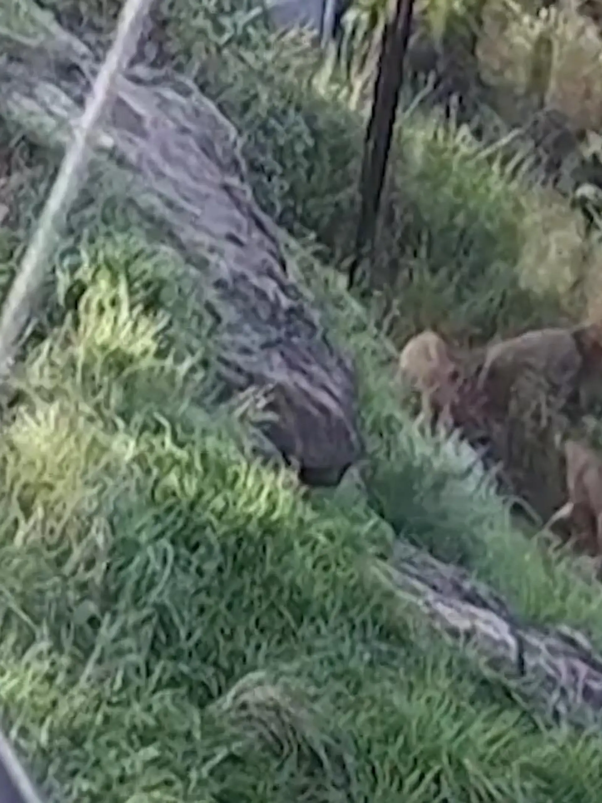 an möchte nicht in einem Zoo sein, wenn das passiert: Fünf Löwen brechen aus ihrem Gehege aus. So passiert im austra-lischen Sydney. Kann so was auch bei uns passieren? Wie gut Zoobesucher vor den Raubkatzen gesichert sind – und was pas-siert, wenn doch mal der Ernstfall ein-tritt