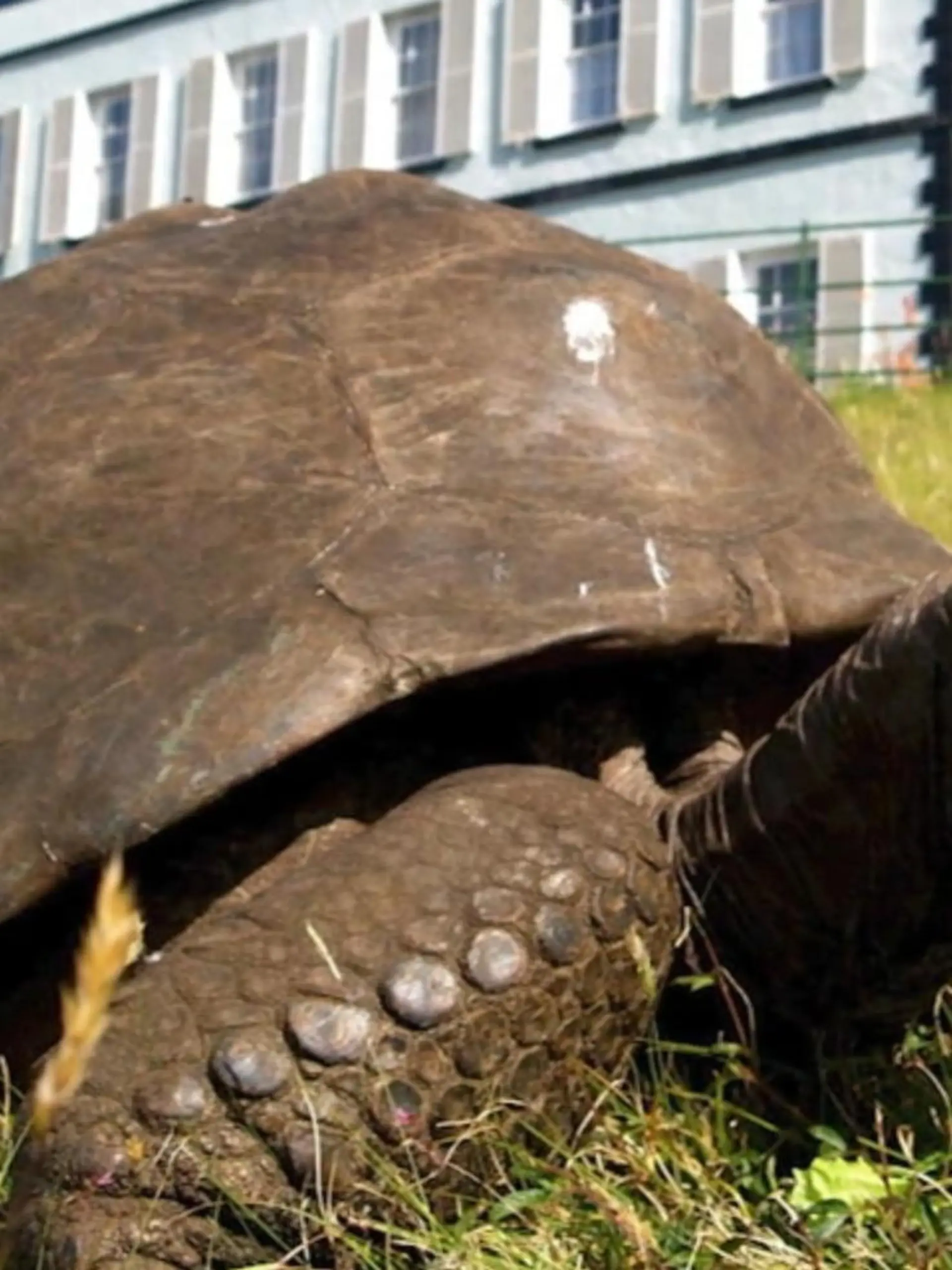 Jonathan, die wohl älteste Schildkröte der Welt, feiert Geburtstag. Das Tier hat bereits stolze 190 Jahre auf dem Panzer – selbst für eine Riesenschildkröte ist das ungewöhnlich. Und deshalb gibt’s in seiner Heimat, auf der Insel St. Helena im Südatlantik, nun eine dreitägige Geburtstagsfeier.