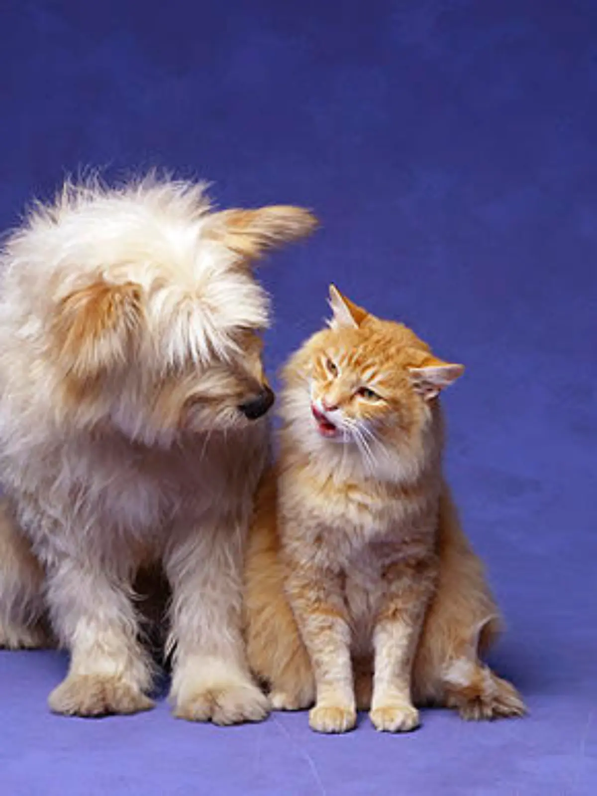 Hund schmust mit Katze.