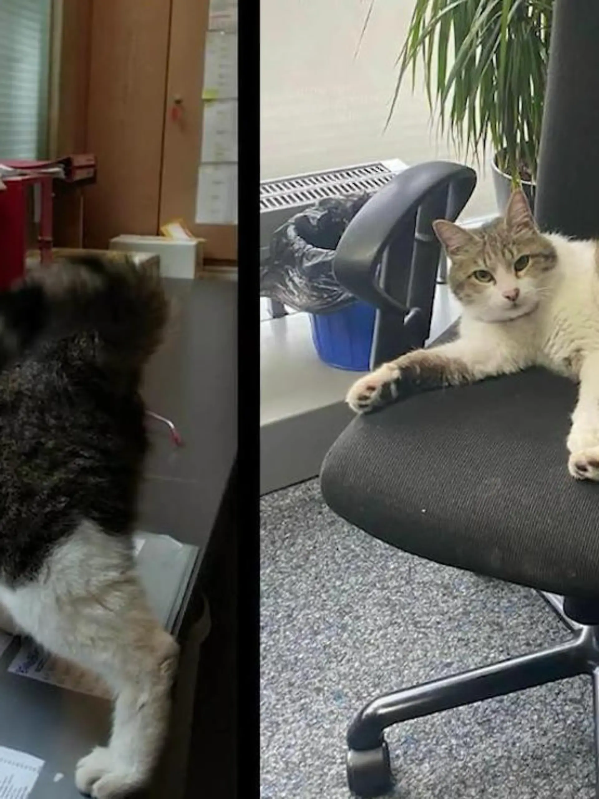 Kater Choki hat ein zweites Zuhause gefunden: Das Hennefer Rathaus. Hier kriegt er Streicheleinheiten von Mitarbeitern, Snacks und jede Menge Ruhe. Gäste empfängt er fröhlich an der Information. Sein Frauchen Saghar erzählt, wie Choki zu seinem Zweitwohnsitz kam - und welche emotionale Geschichte sich vermutlich dahinter verbirgt.