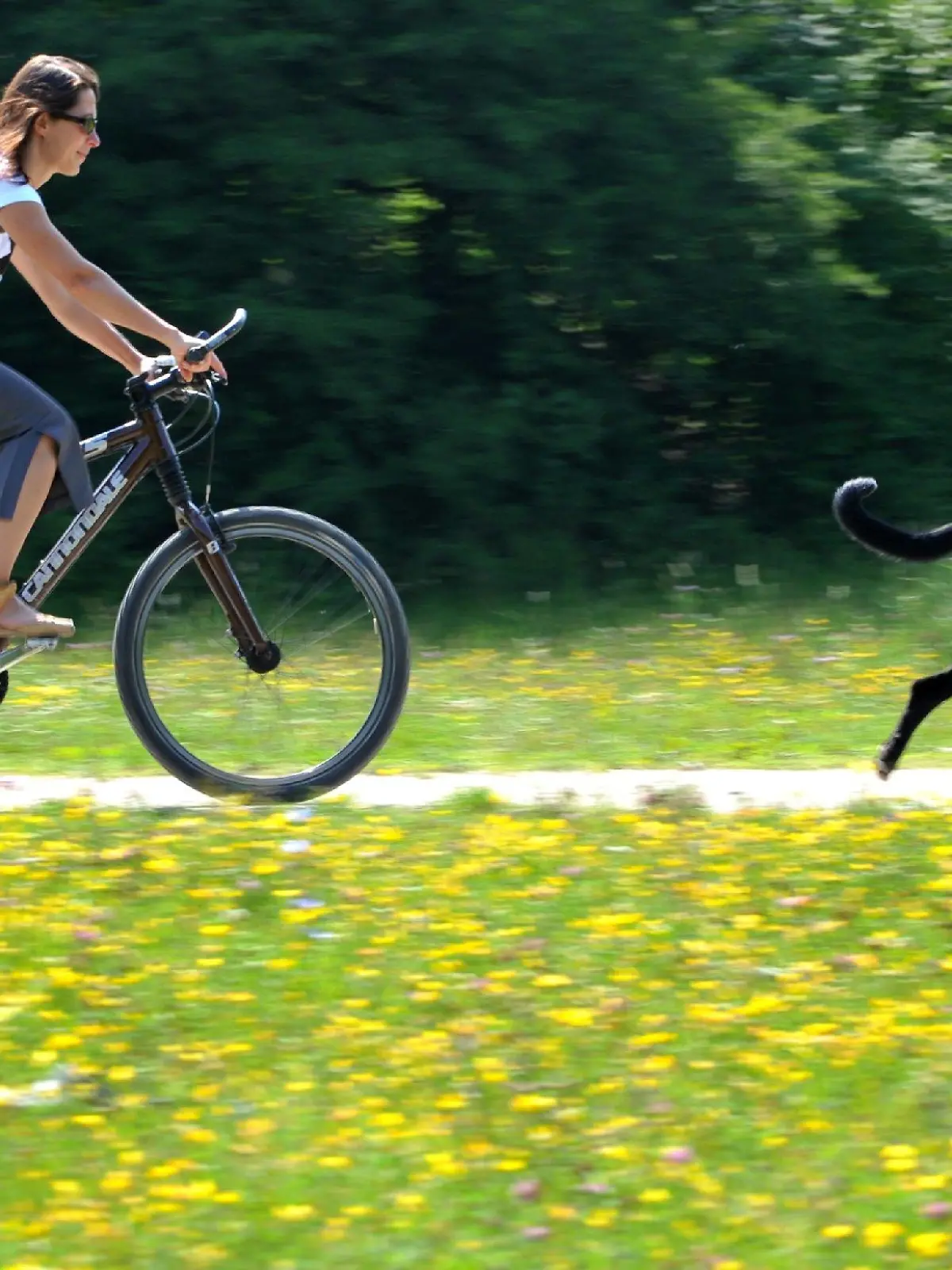 Eine Frau fährt am Donnerstag (02.07.2009) mit ihrem Hund durch die Isarauen in München (Oberbayern). Auch in den nächsten Tagen geht es mit einem freundlichen Sonne-Wolken-Mix weiter. Foto: Frank Leonhardt dpa/lby +++(c) dpa - Bildfunk+++