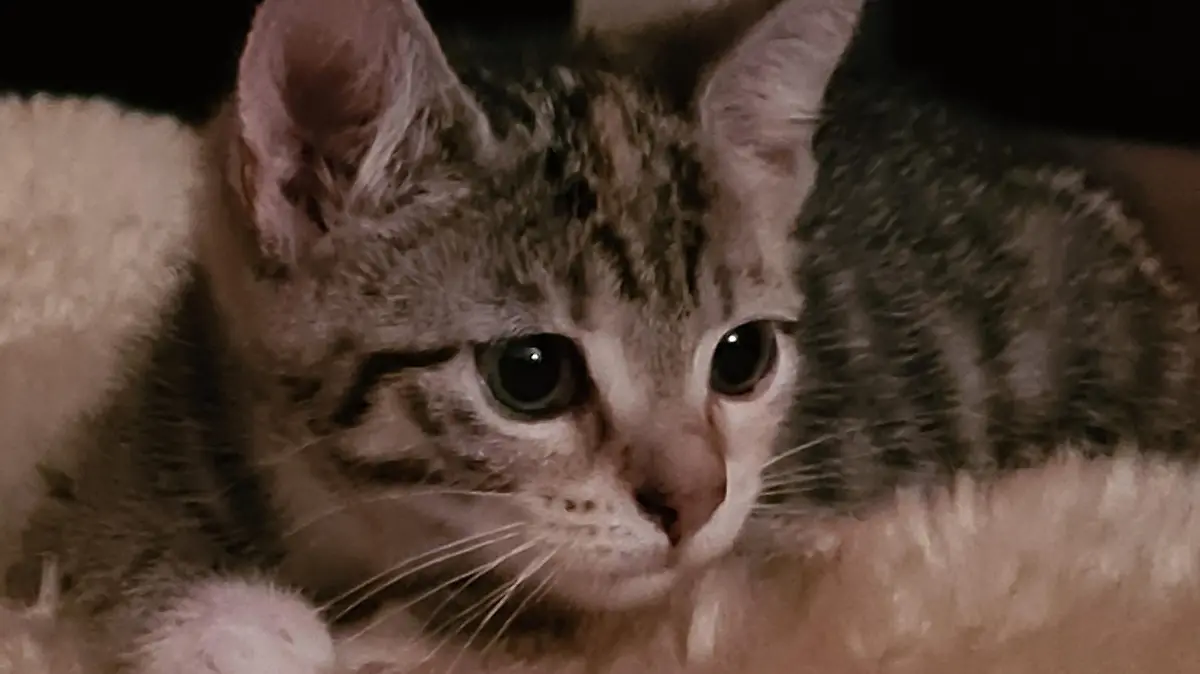 Katze Maya wurde nicht einmal zwei Jahre alt