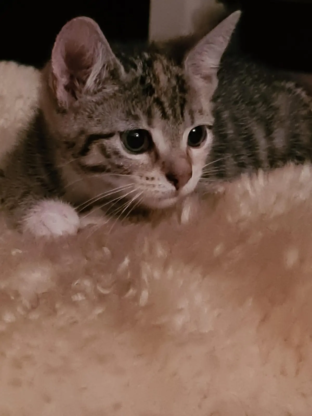 Katze Maya wurde nicht einmal zwei Jahre alt