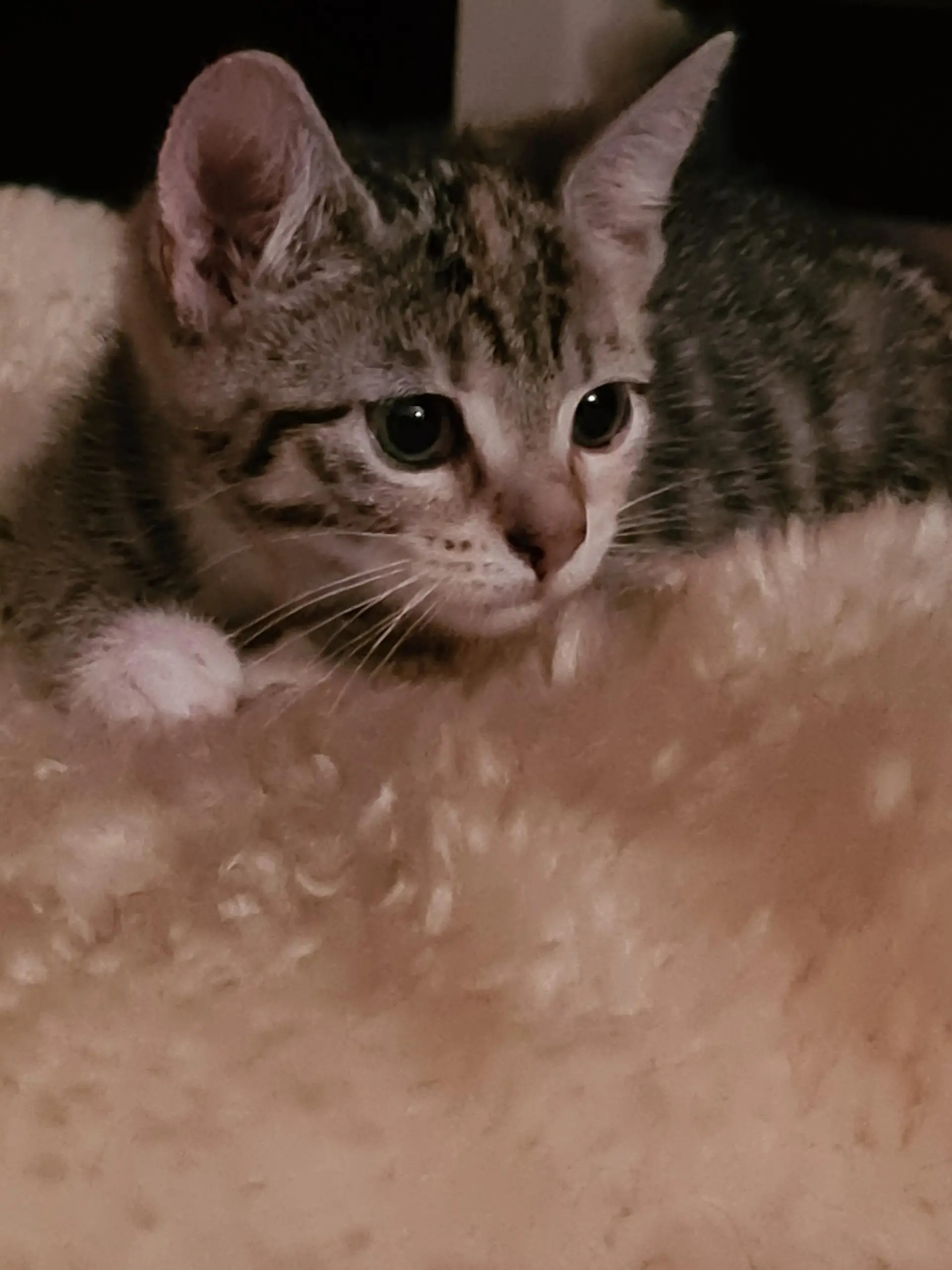 Katze Maya wurde nicht einmal zwei Jahre alt