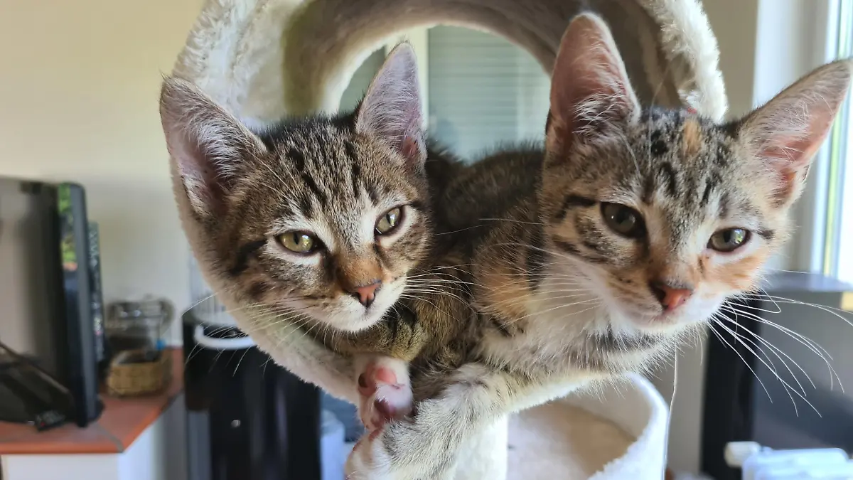 Maya und ihr Zwillingsbruder Carlo - die beiden wurden am 15. April 2021 geboren